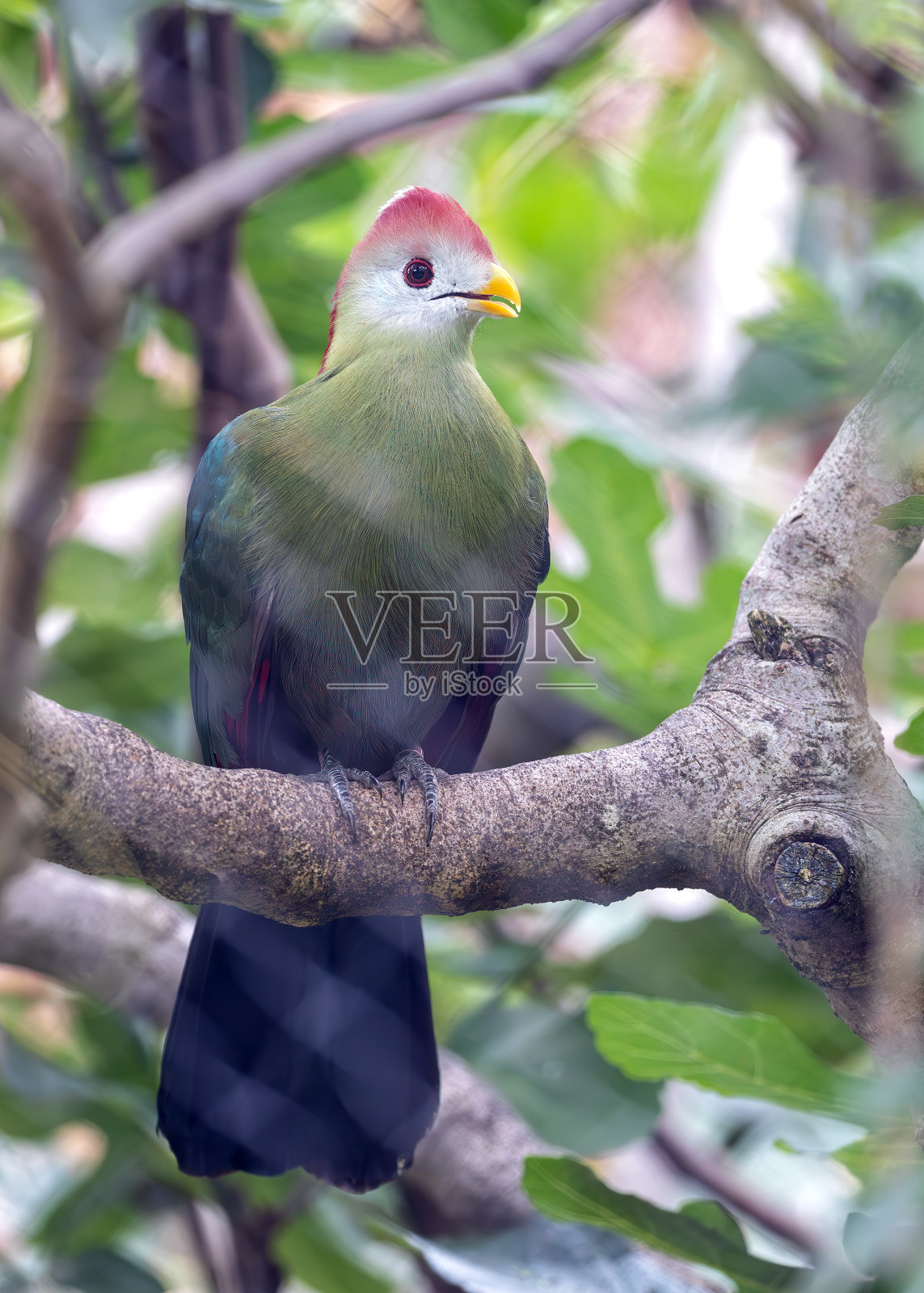 安哥拉的红冠土拉科动物照片摄影图片