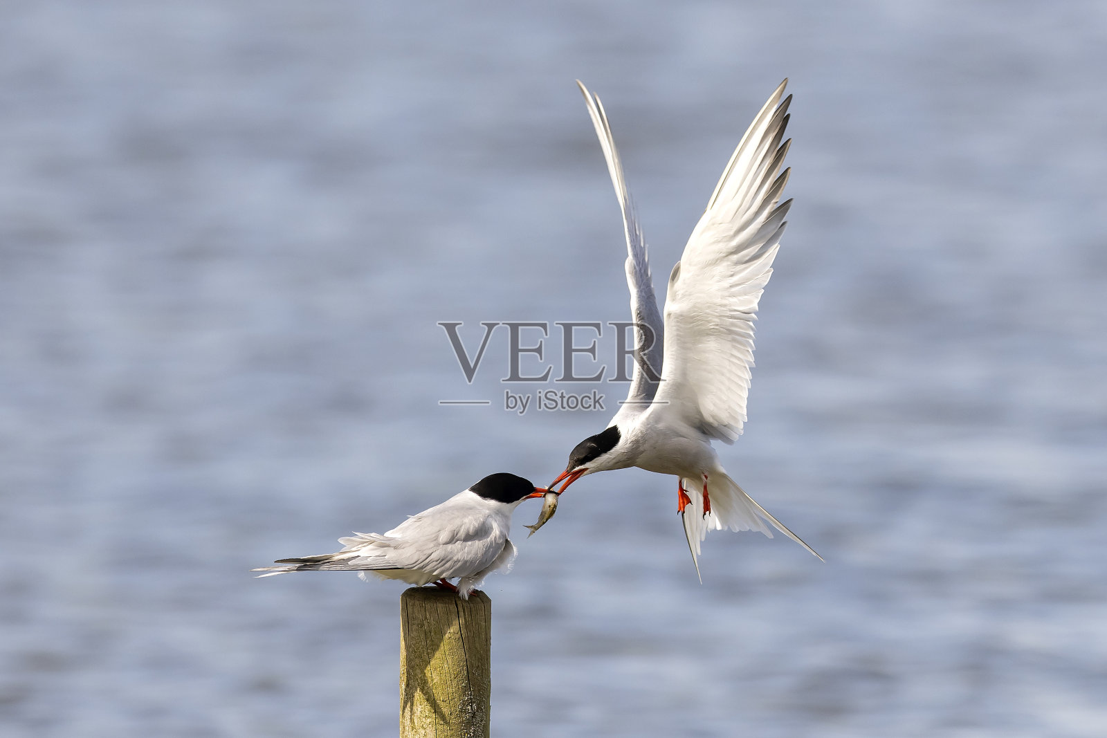 燕鸥交配照片摄影图片