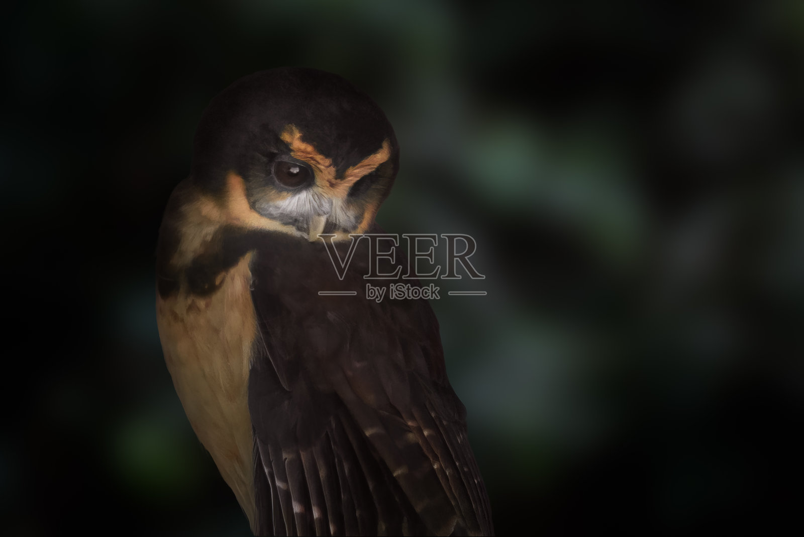 褐眉猫头鹰(灰眉鸮)鸟照片摄影图片