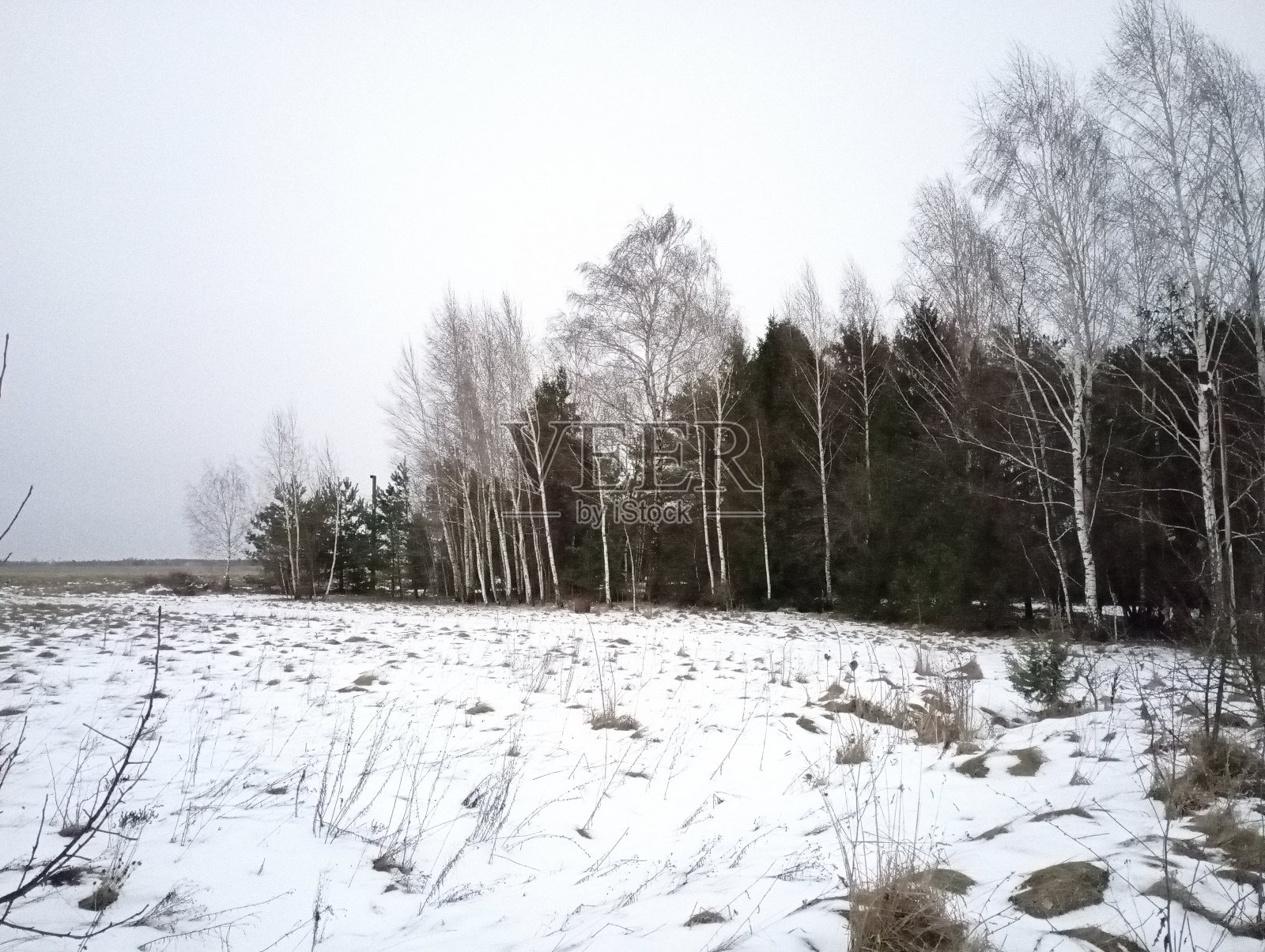 从覆盖着一层雪的草地的一边，看到冬天森林的神奇景象。冬天的背景和风景。一些年轻的白桦树与胡哈树和圣诞树交替生长。照片摄影图片