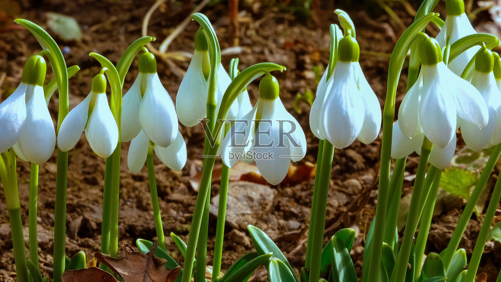 野外的雪花莲(Galanthus elwesii)。乌克兰红皮书照片摄影图片