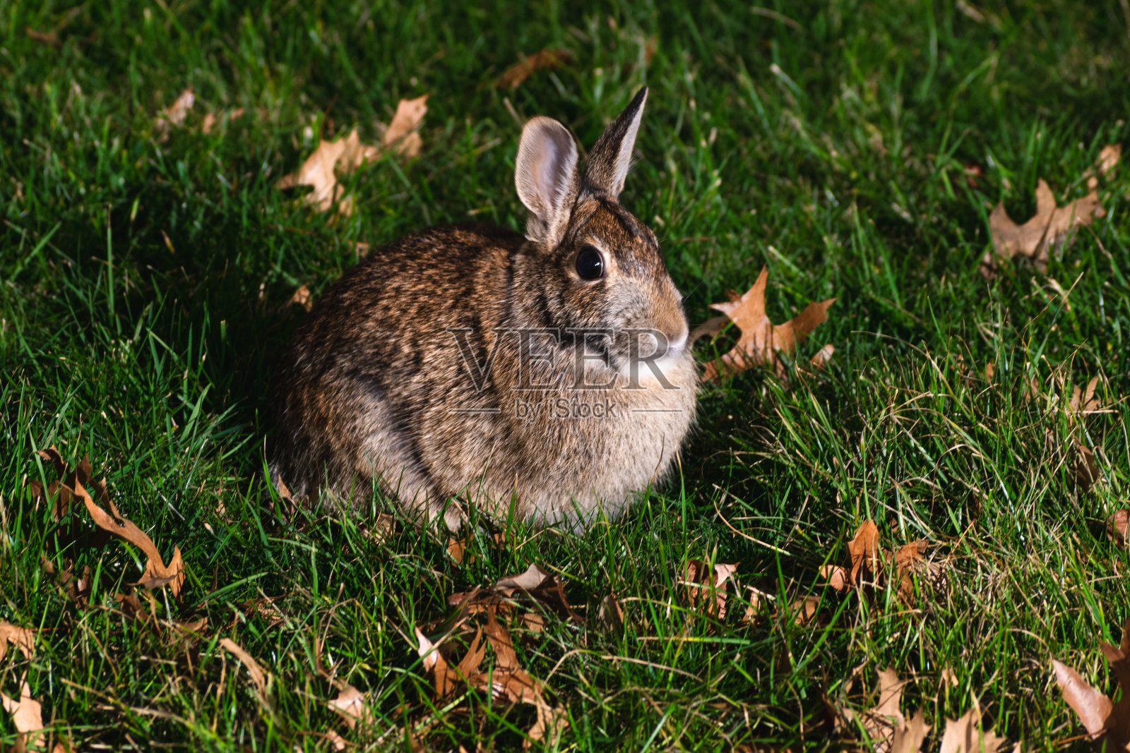 夜间室内光照下东棉尾的长时间曝光照片摄影图片