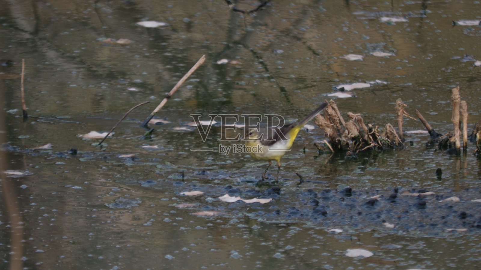 黄色鹡鸰照片摄影图片