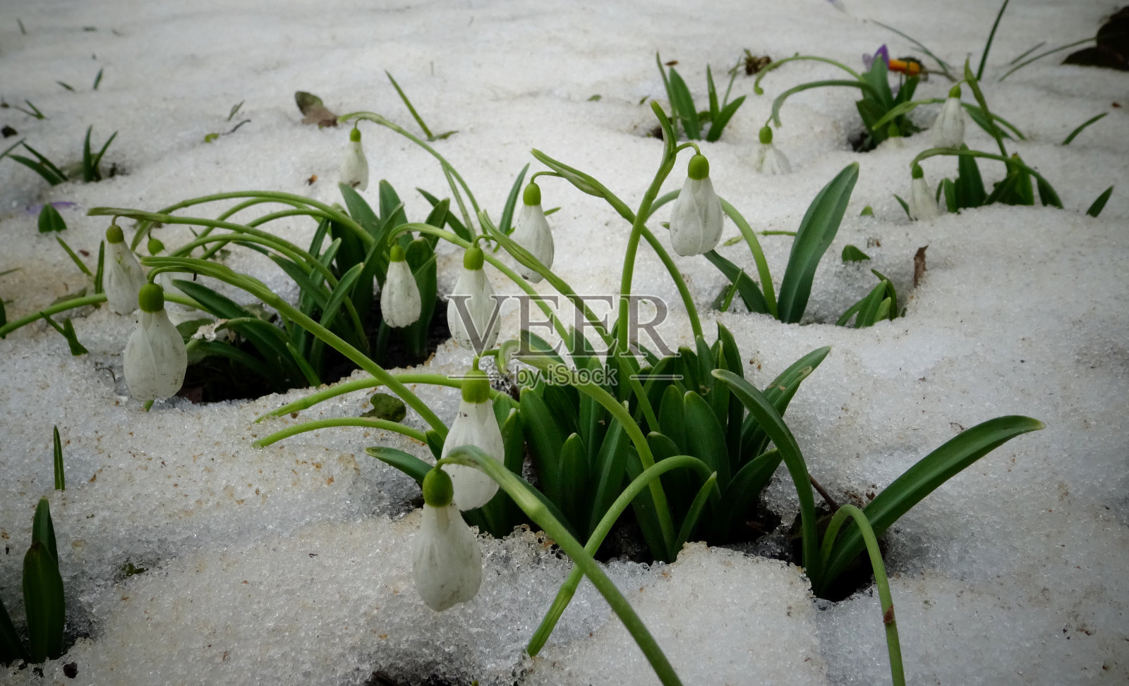精灵雪花莲(精灵雪花莲，大雪花莲)照片摄影图片
