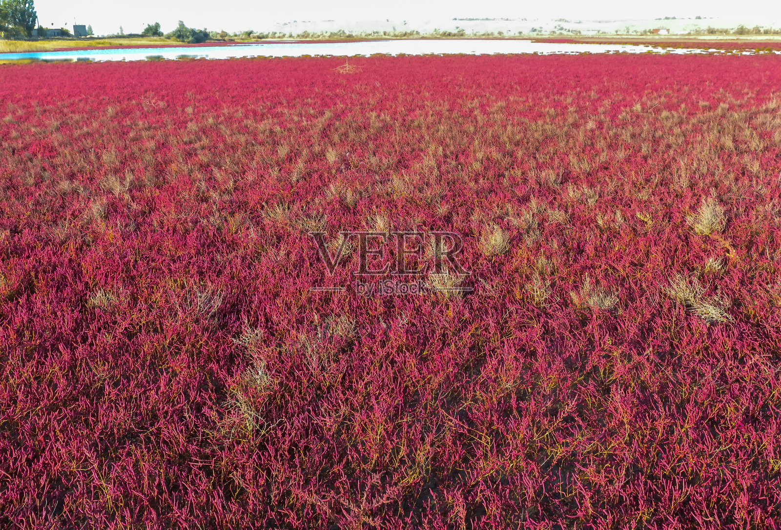 普通玻璃草(Salicornia europaea)，多肉植物，秋天生长在河岸上，有红色的色素照片摄影图片