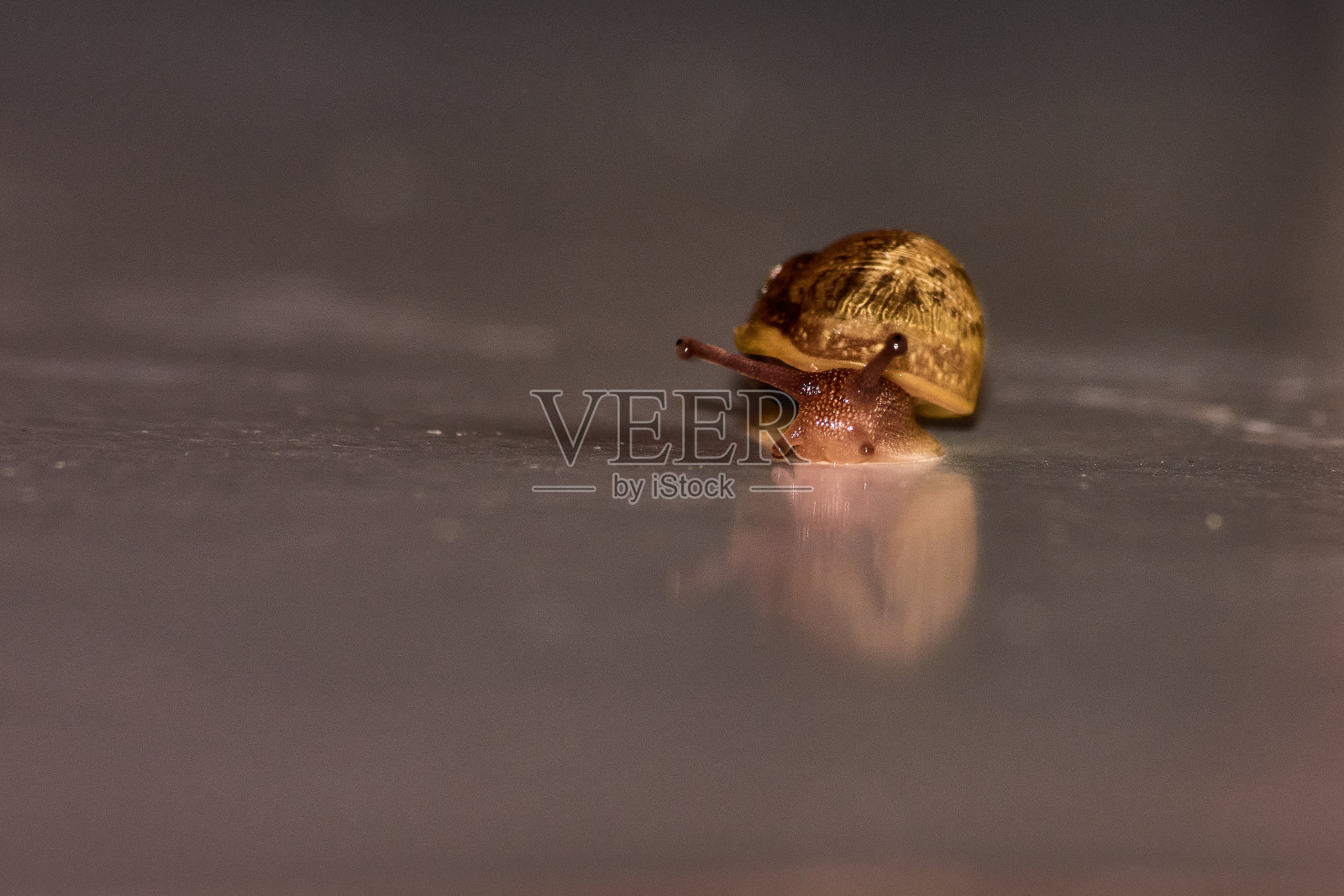 一只小蜗牛移动得很慢照片摄影图片