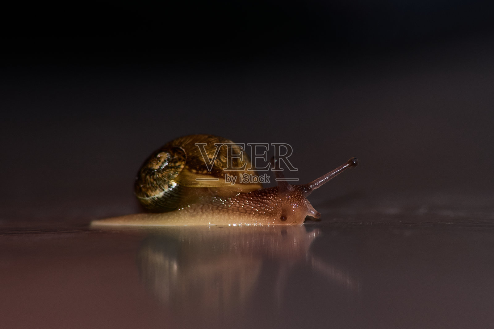 一只小蜗牛移动得很慢照片摄影图片