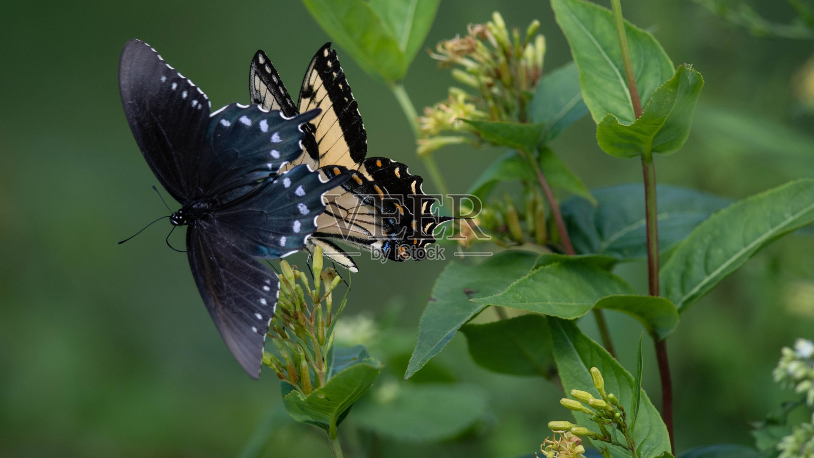 东虎燕尾蝶啜饮迁就花的花蜜照片摄影图片