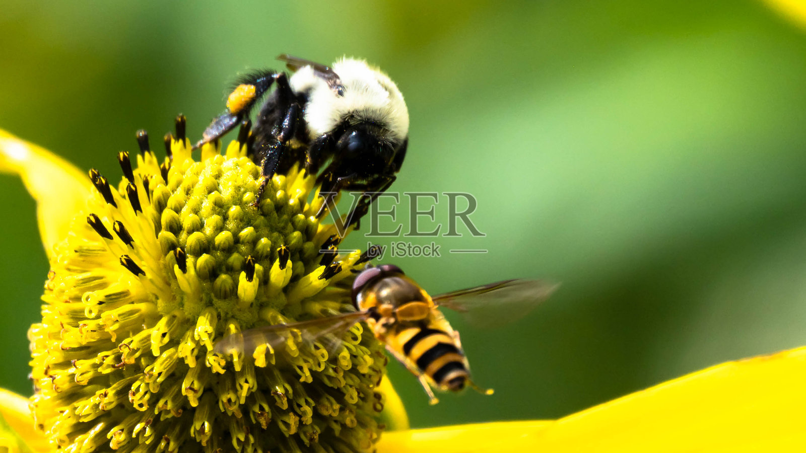 蜜蜂从适应的花朵上收集花粉照片摄影图片