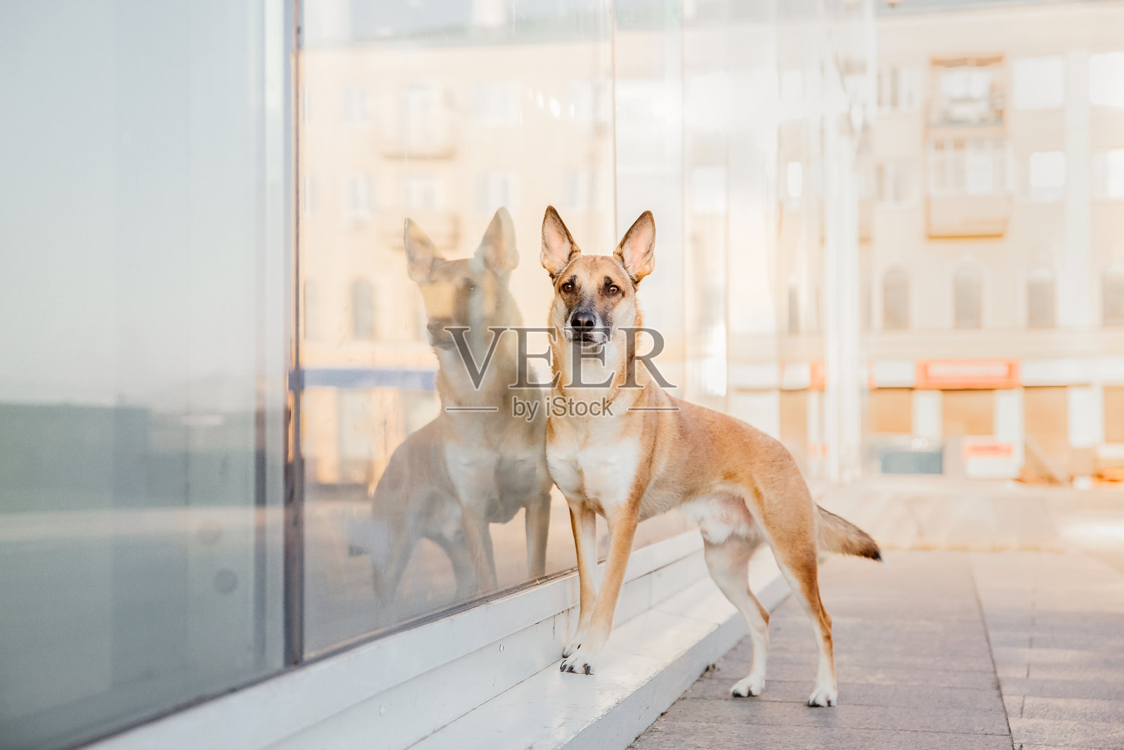 比利时玛利诺牧羊犬:城市景观中的肖像照片摄影图片