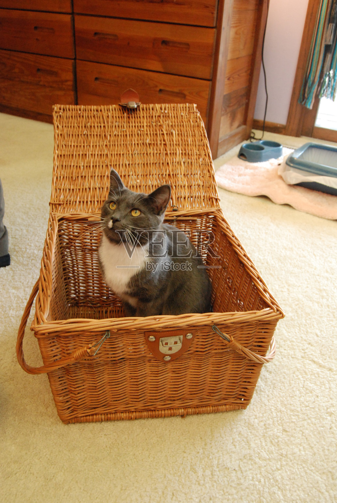 野餐篮子里的大灰猫照片摄影图片