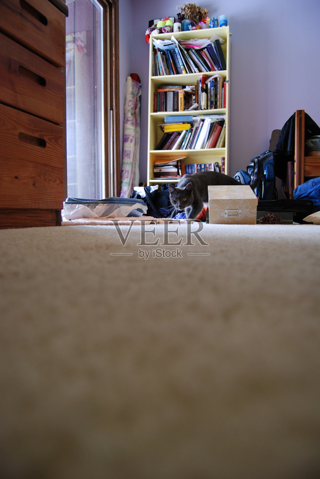 青少年卧室里的灰猫和白猫照片摄影图片