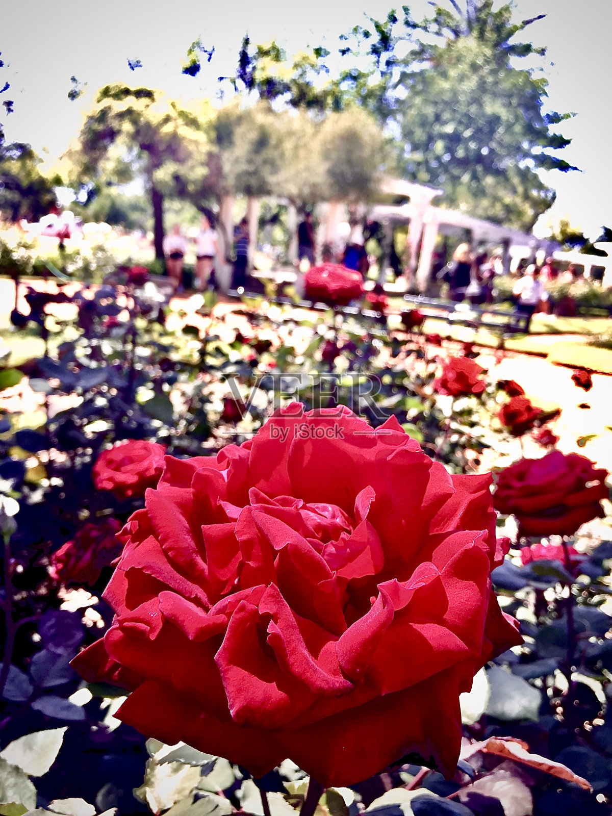 红玫瑰照片摄影图片