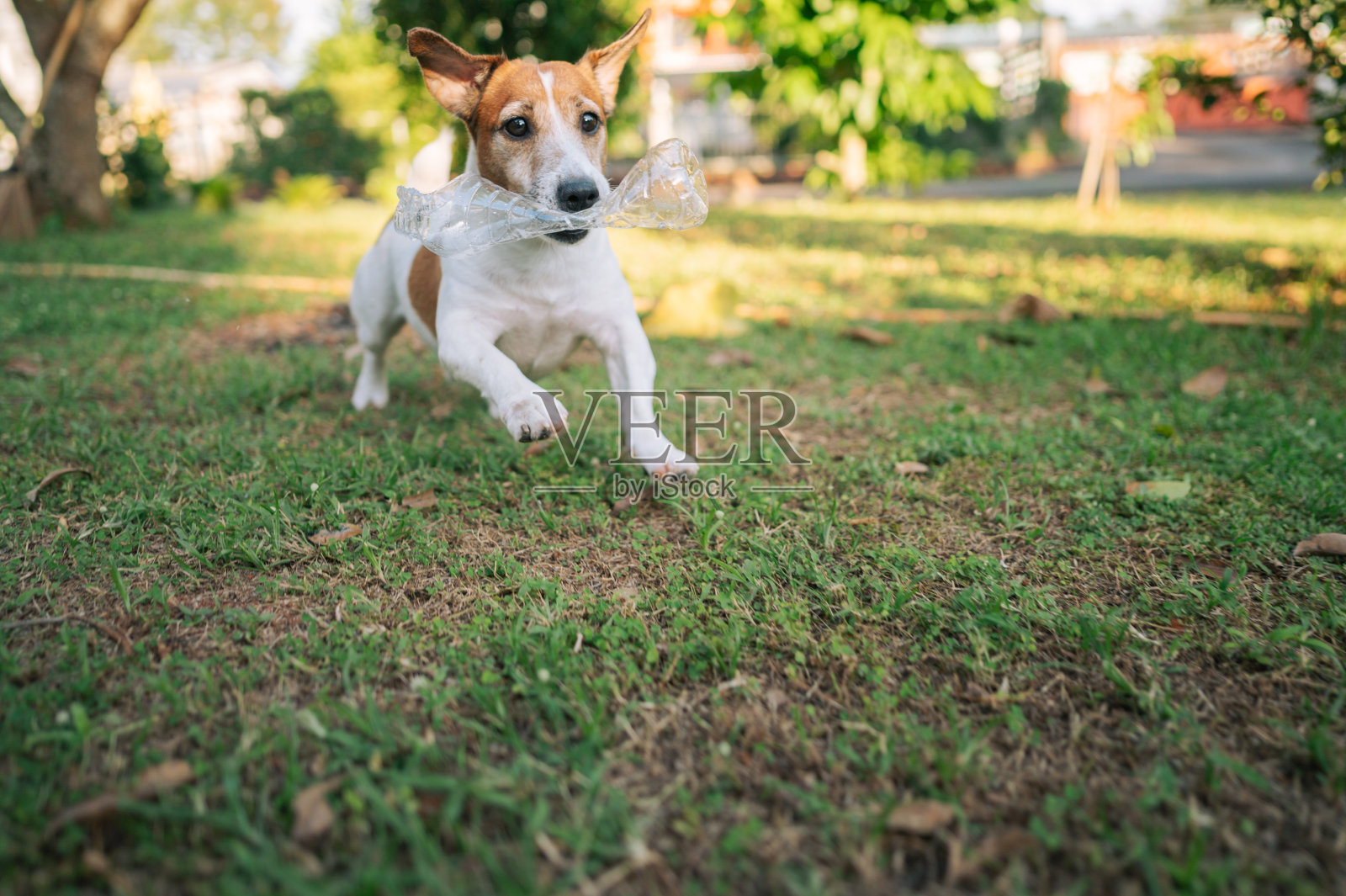 可爱的小杰克罗素梗宠物狗带着他的玩具在公园外面享受早晨的时光照片摄影图片