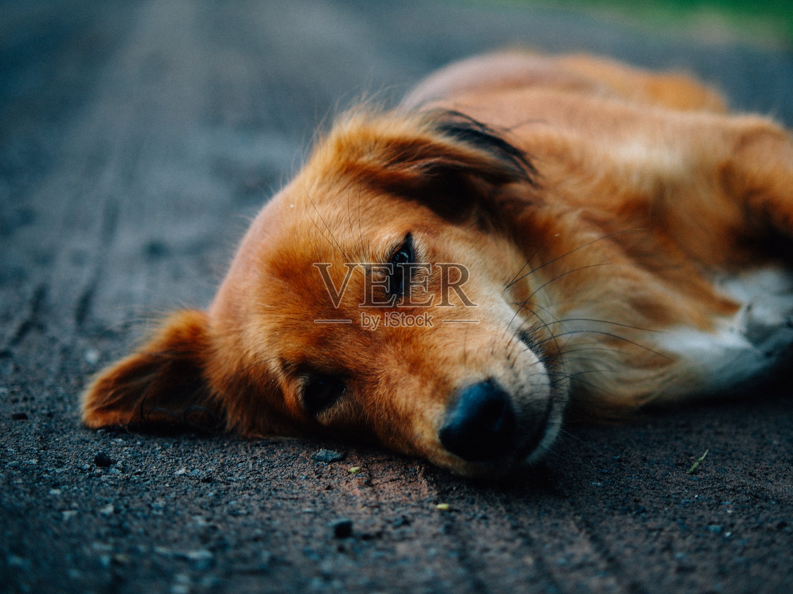 我懒惰的棕色狗照片摄影图片
