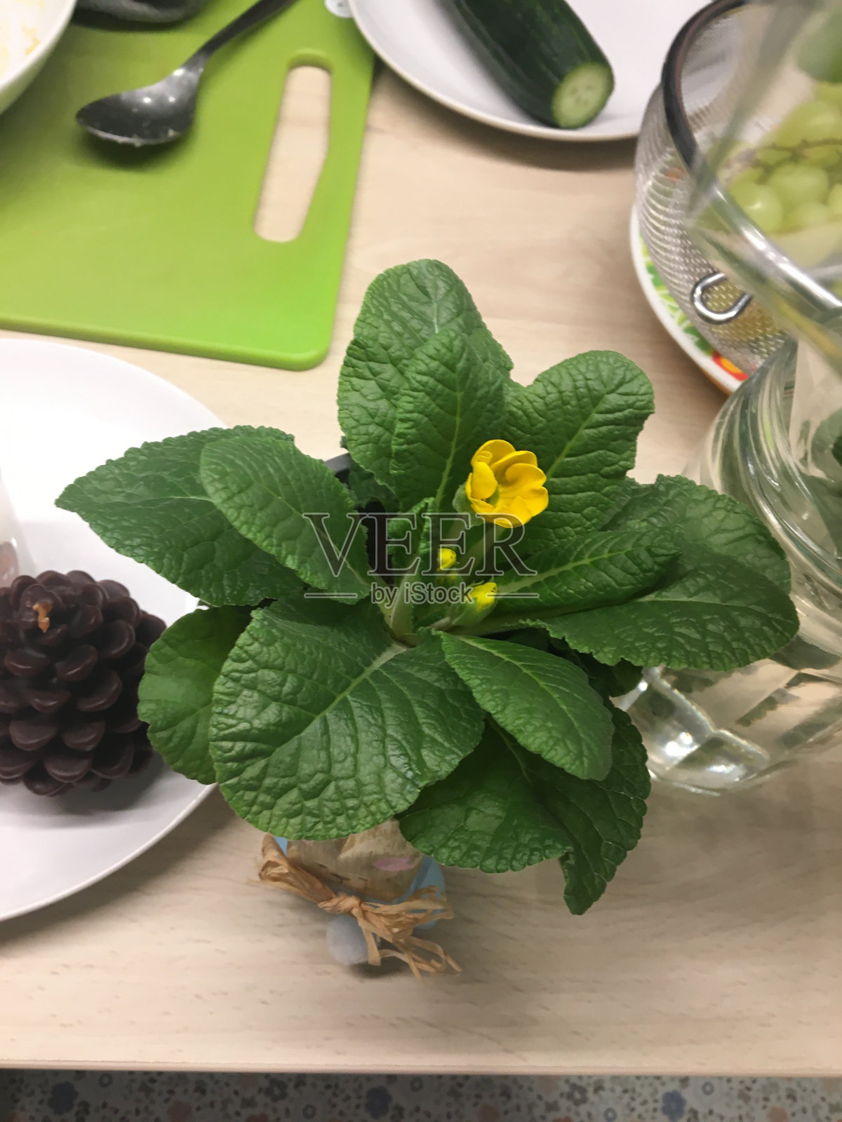 樱草属植物acaulis照片摄影图片