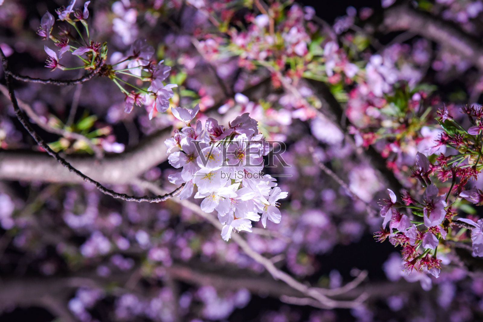 樱花背景照片摄影图片