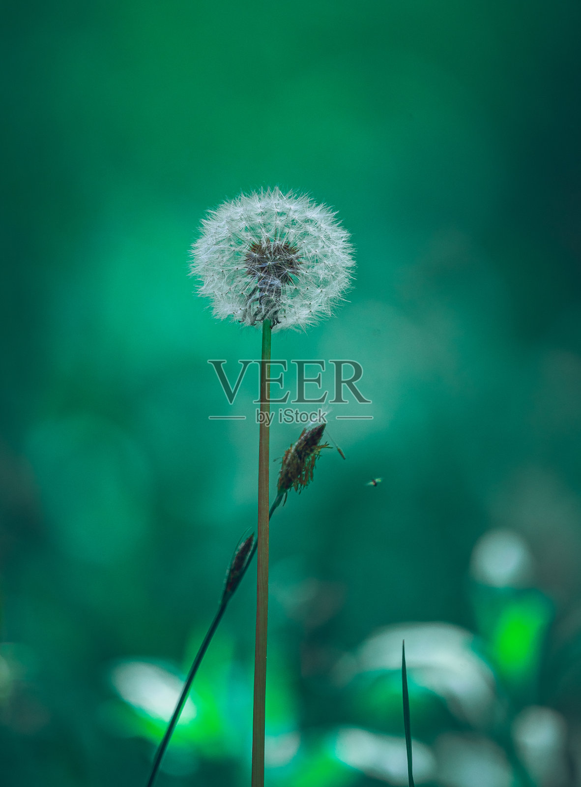 蒲公英照片摄影图片