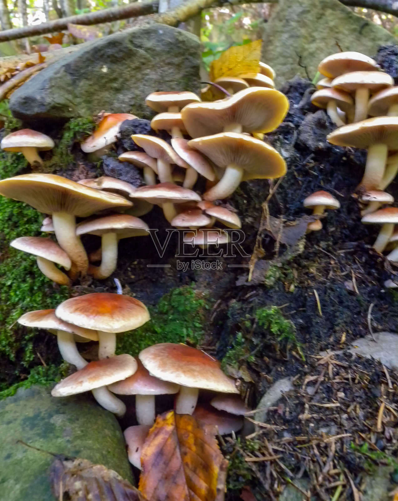 (菌丝菌落sp.)，一群有毒的蘑菇，生长在乌克兰伊万诺夫-弗兰科夫斯克地区亚雷姆切市附近的森林里照片摄影图片