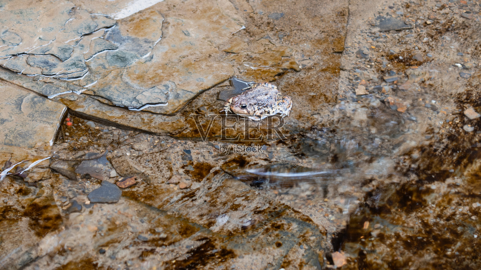 在流动的冷溪中的美洲蟾蜍照片摄影图片