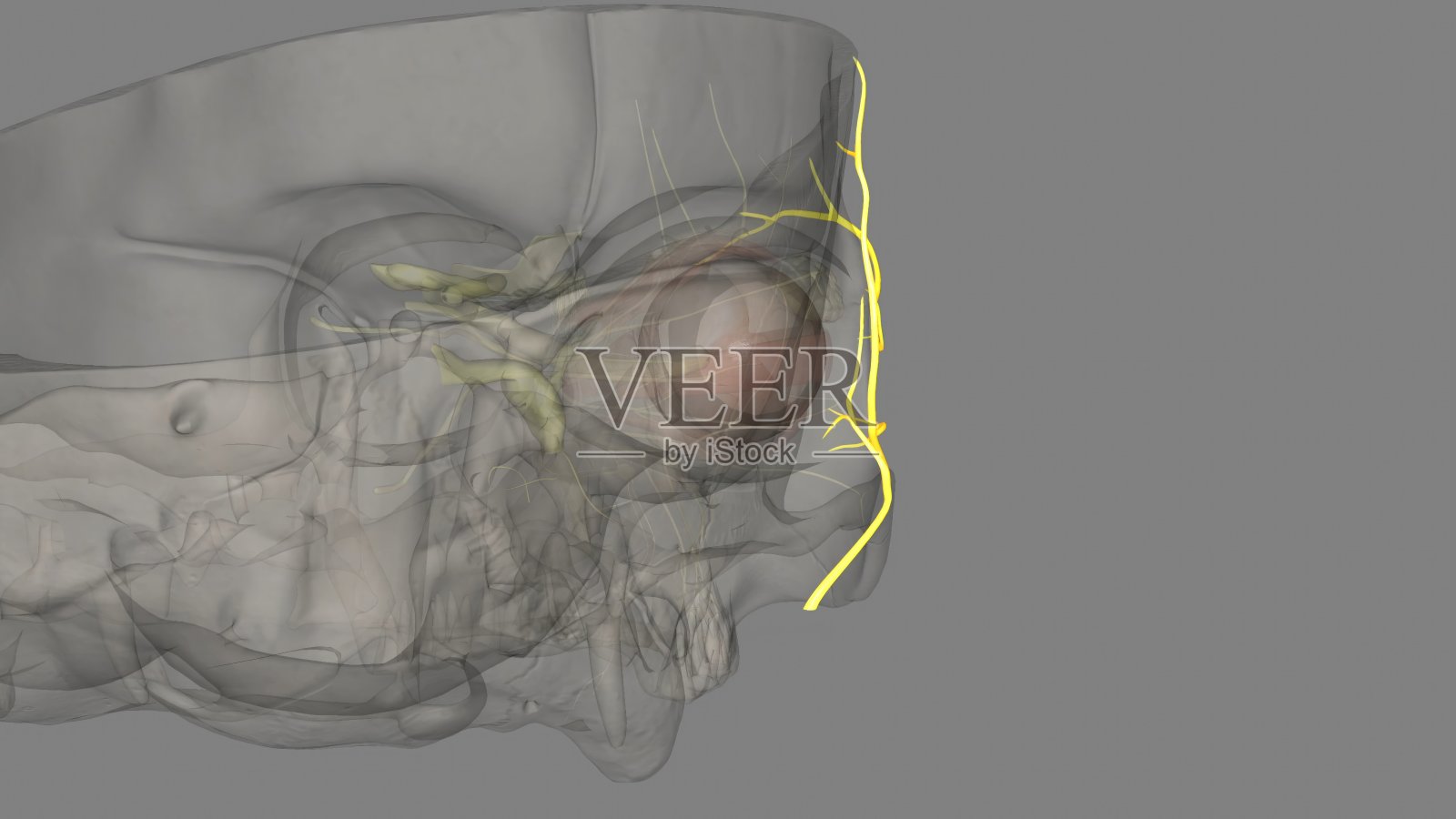 颞支是面神经的上支照片摄影图片