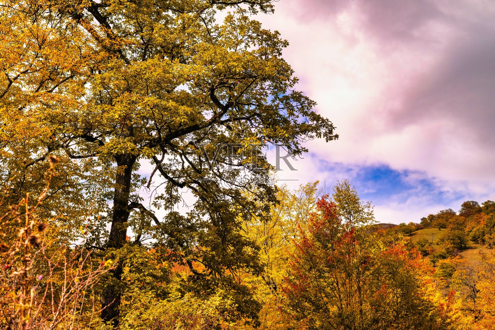 秋天的公园照片摄影图片