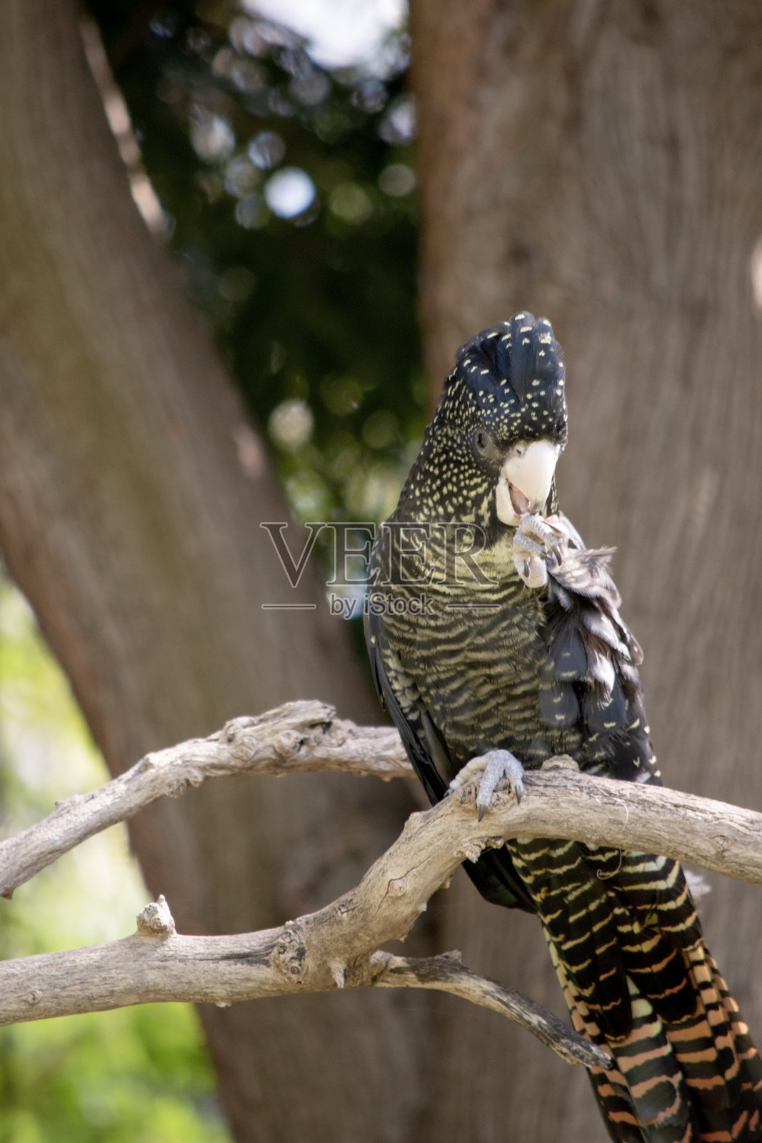 这是一只雌性红尾黑凤头鹦鹉照片摄影图片