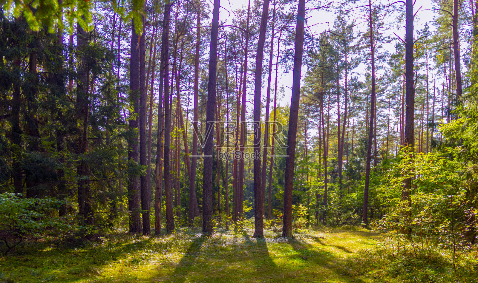 在阳光明媚的森林景观中，阳光照射在森林中的树木之间。美丽的阳光森林为背景或画阳光公园自然照片摄影图片