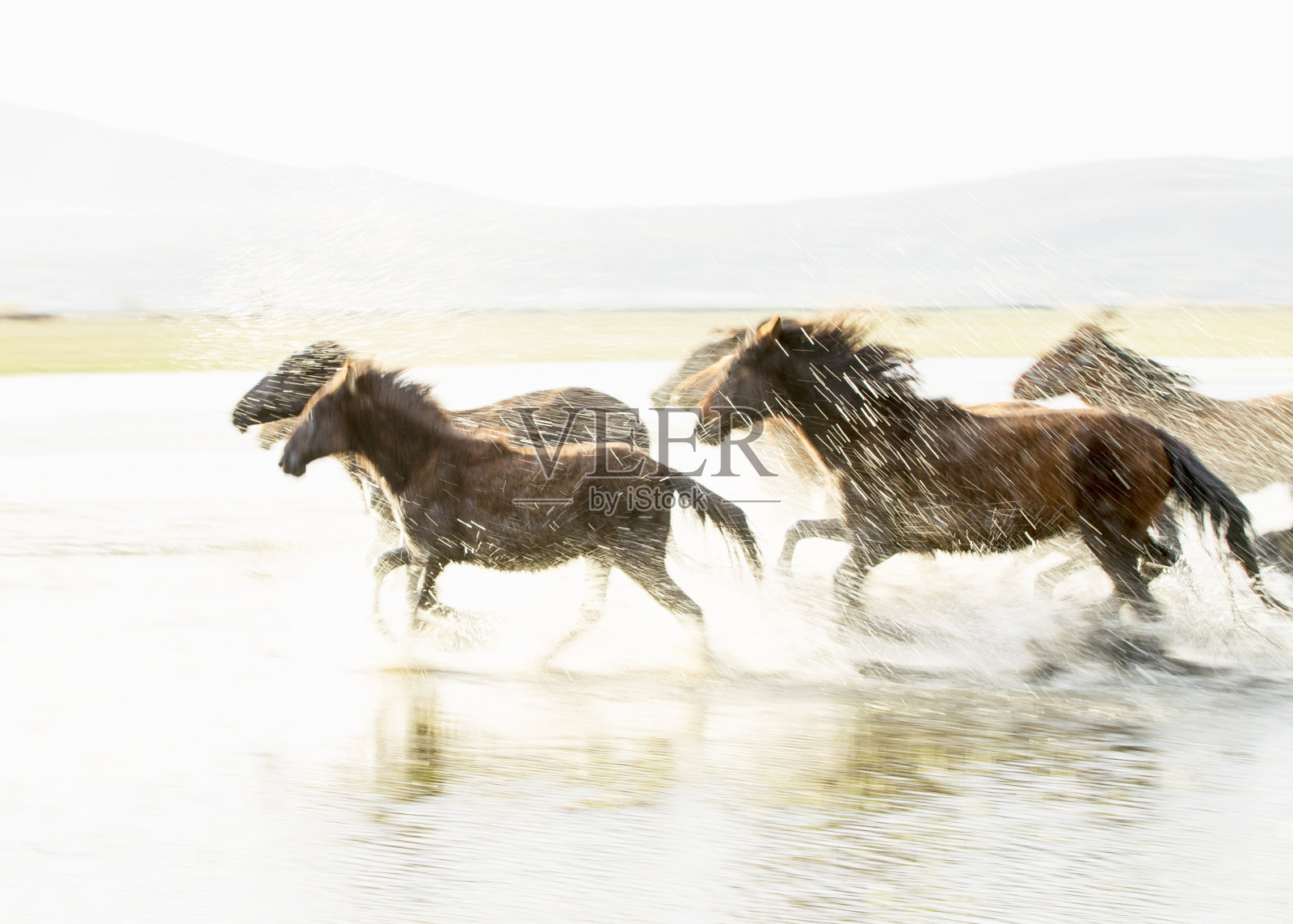 水和马。照片摄影图片