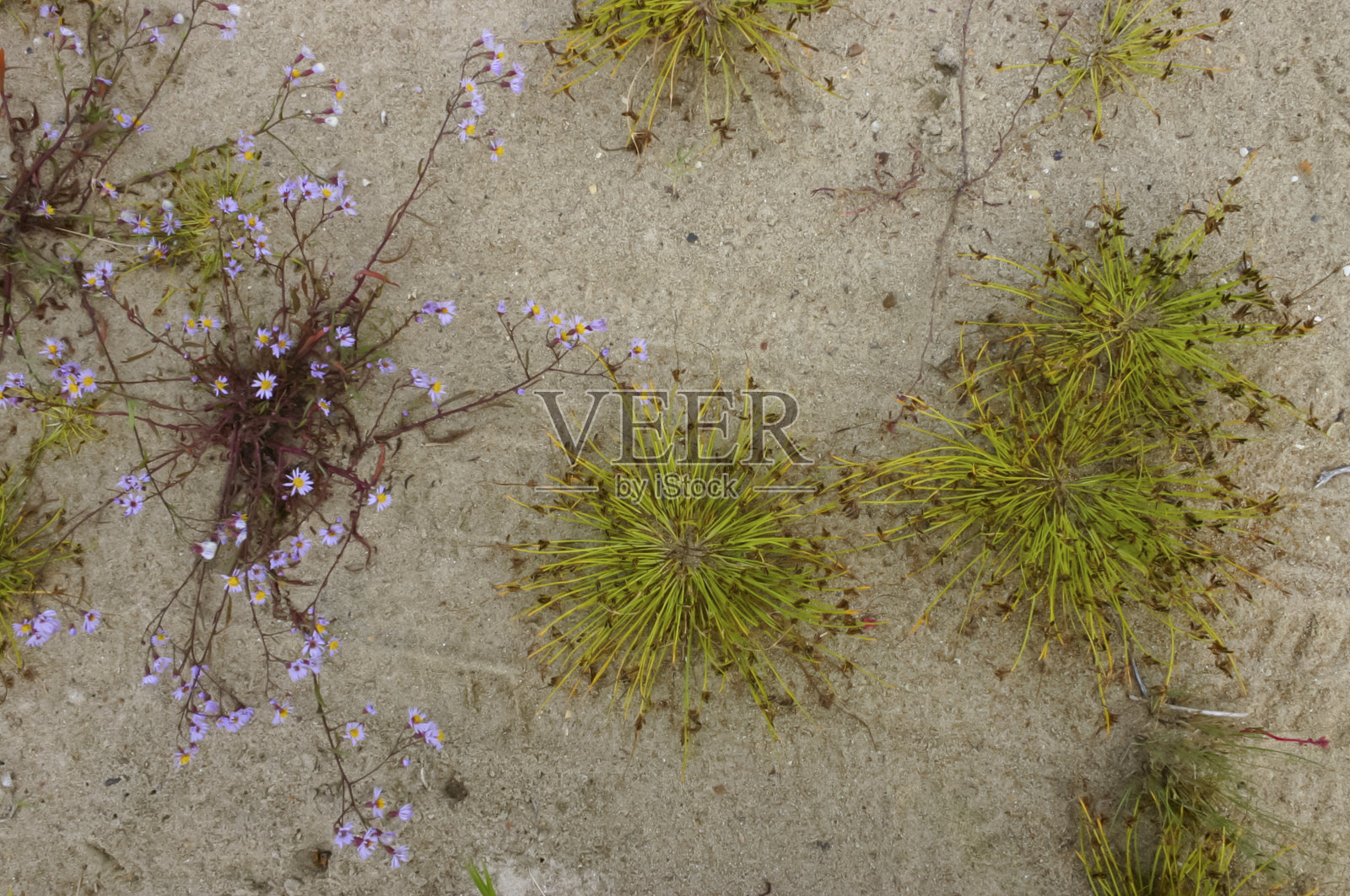 黑海沿岸沙丘上独特的海岸植被照片摄影图片