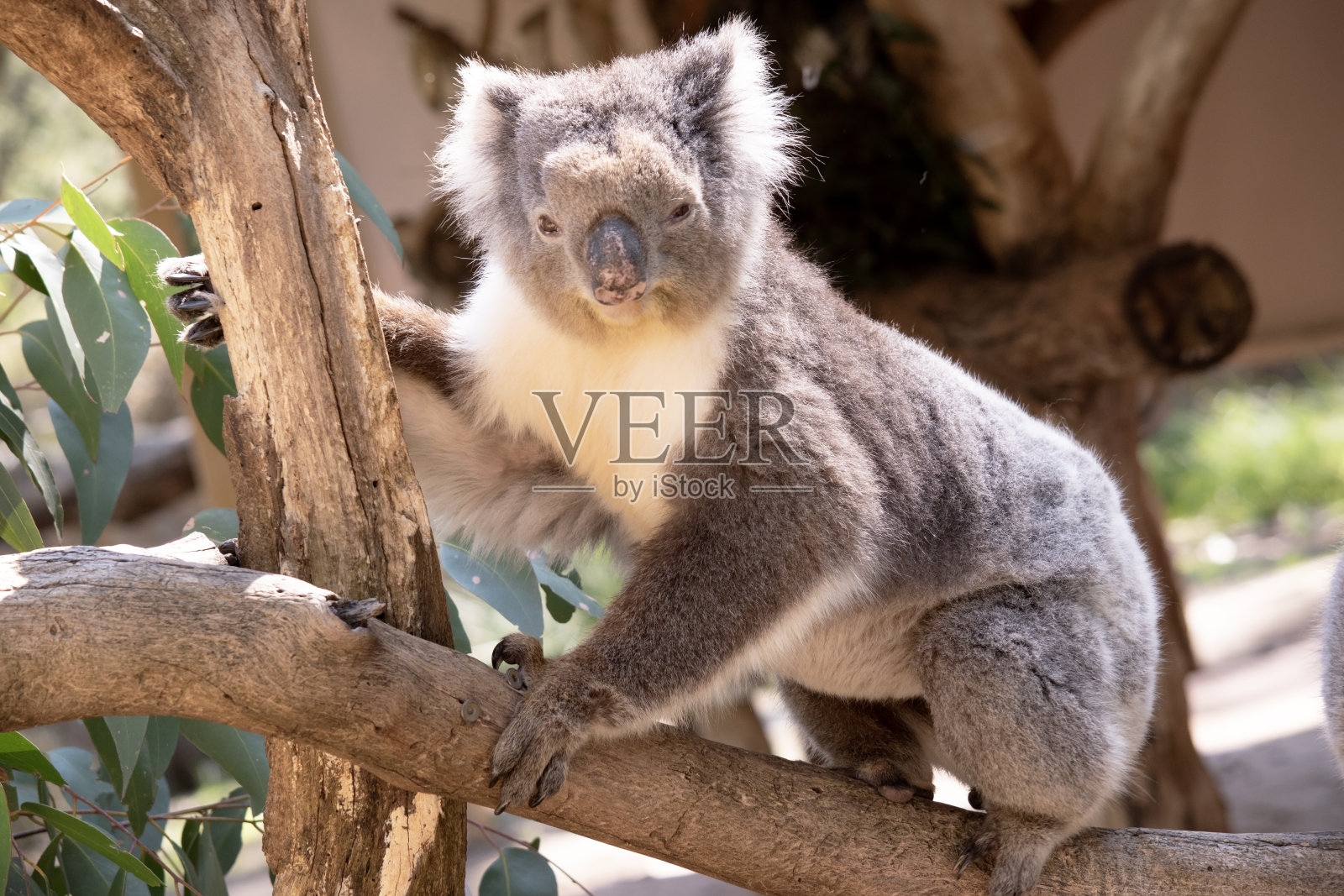考拉照片摄影图片