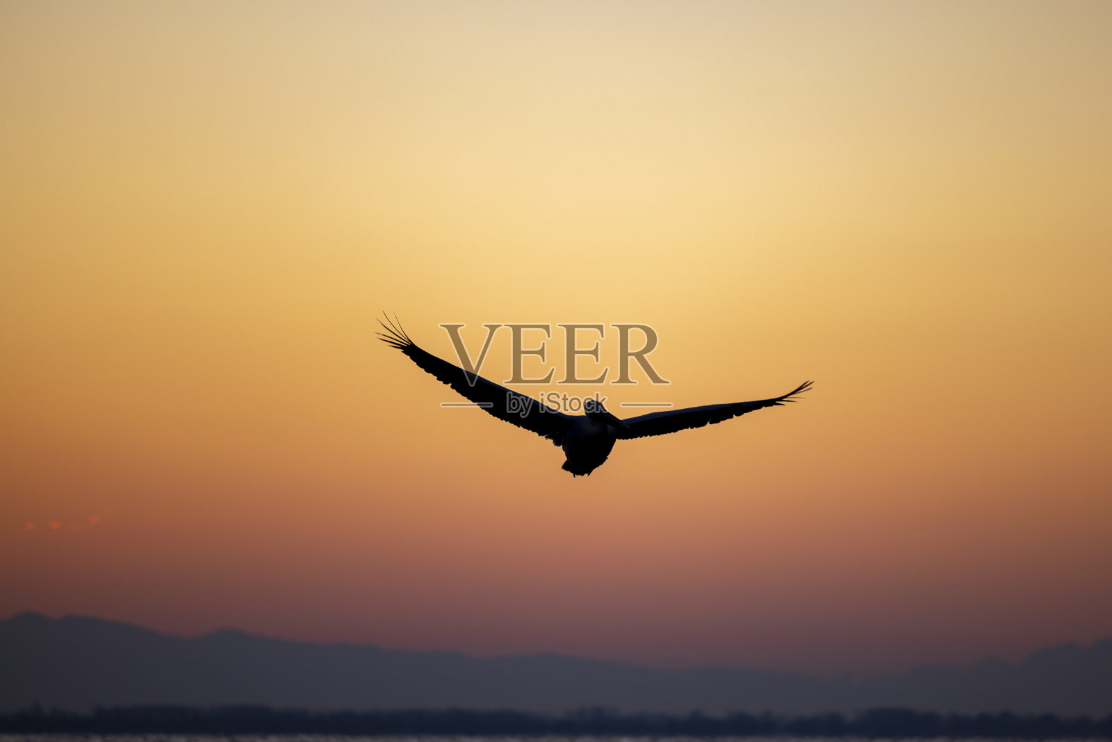 达尔马提亚鹈鹕。照片摄影图片