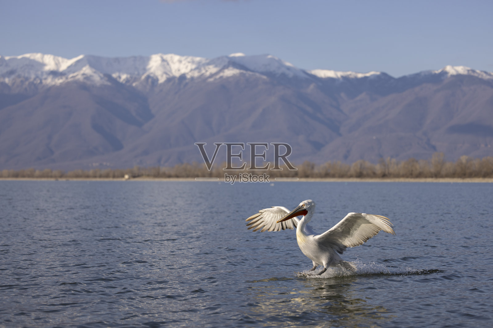 达尔马提亚鹈鹕。照片摄影图片