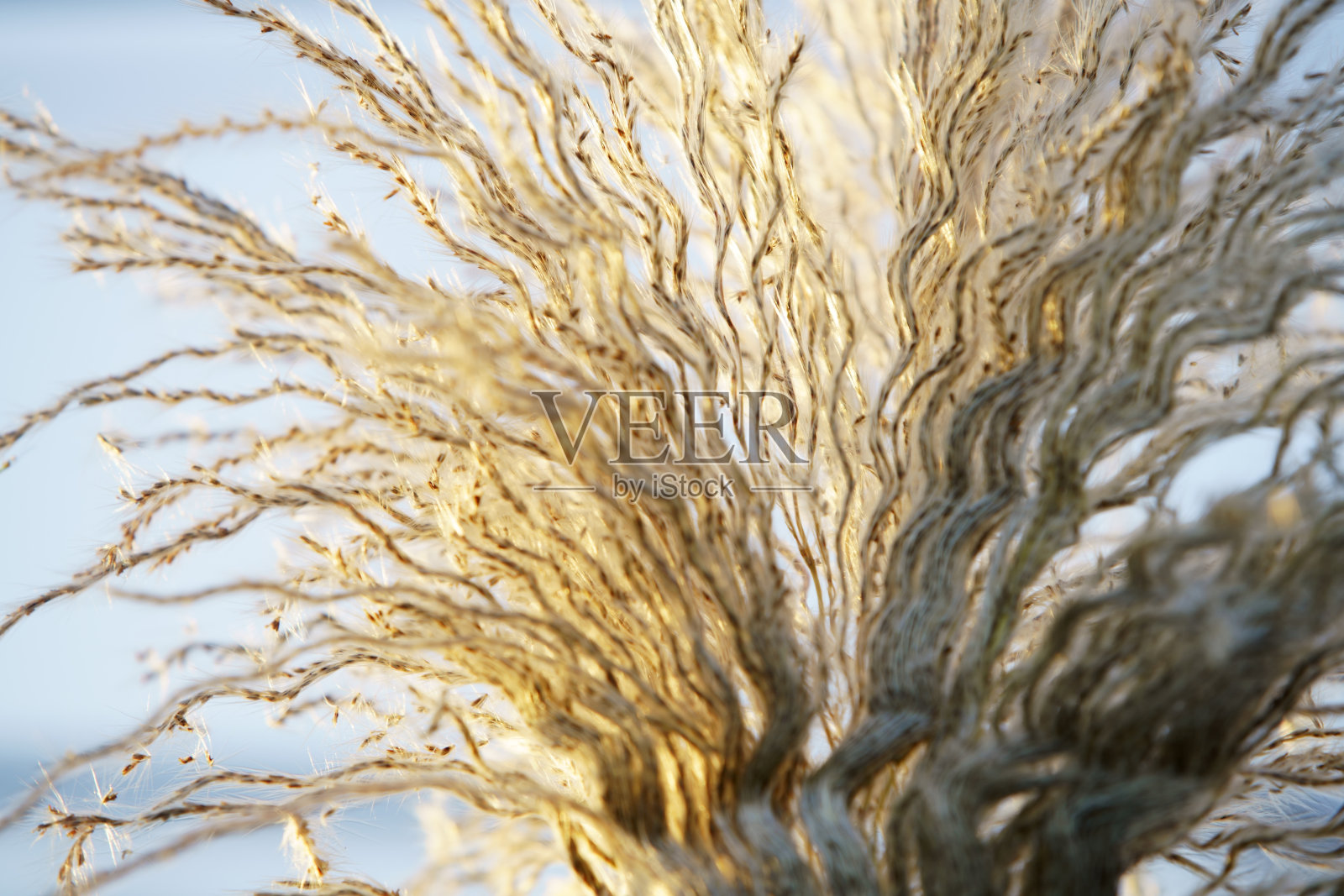 芦苇花照片摄影图片