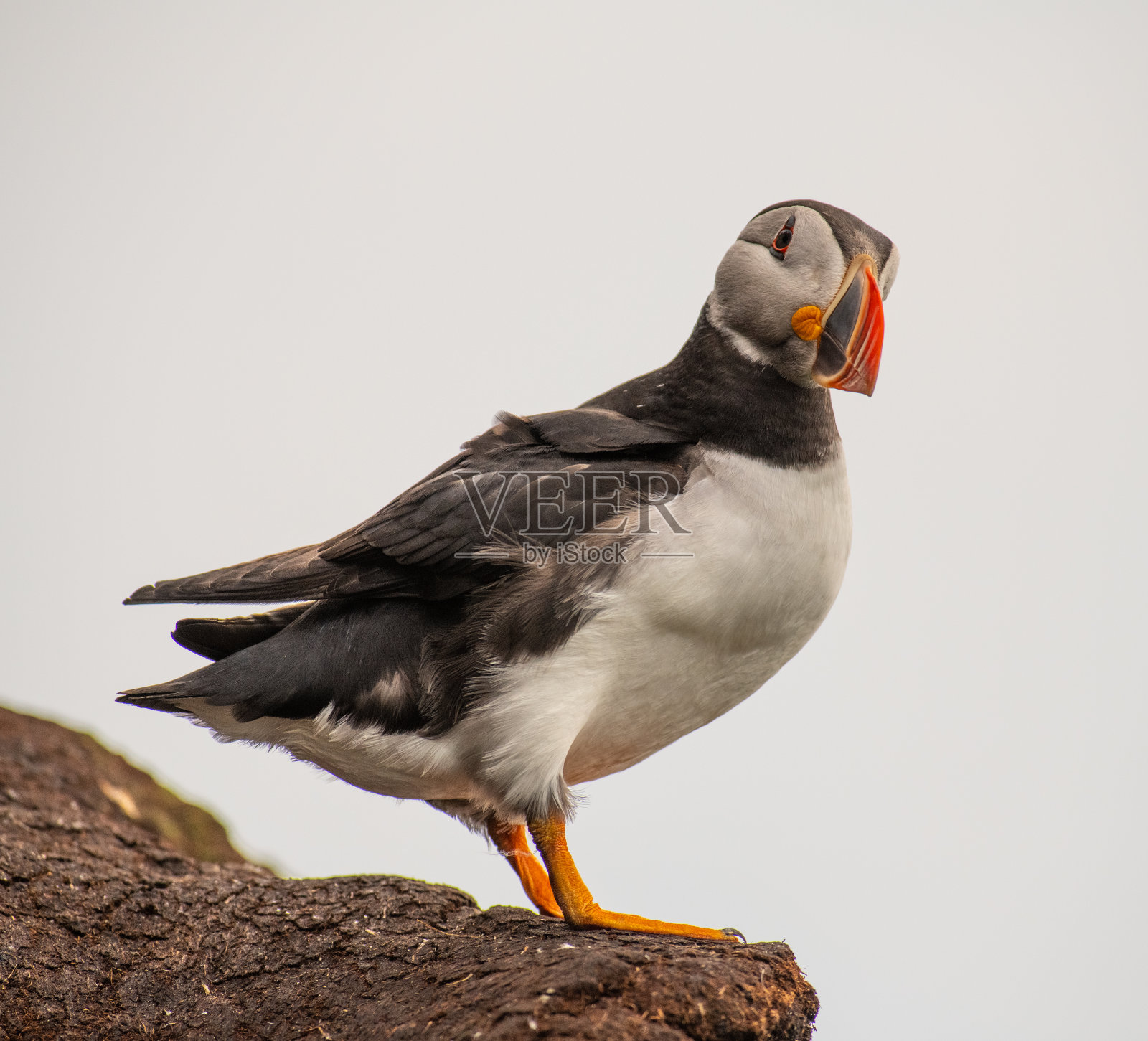 Arctis鸟照片摄影图片