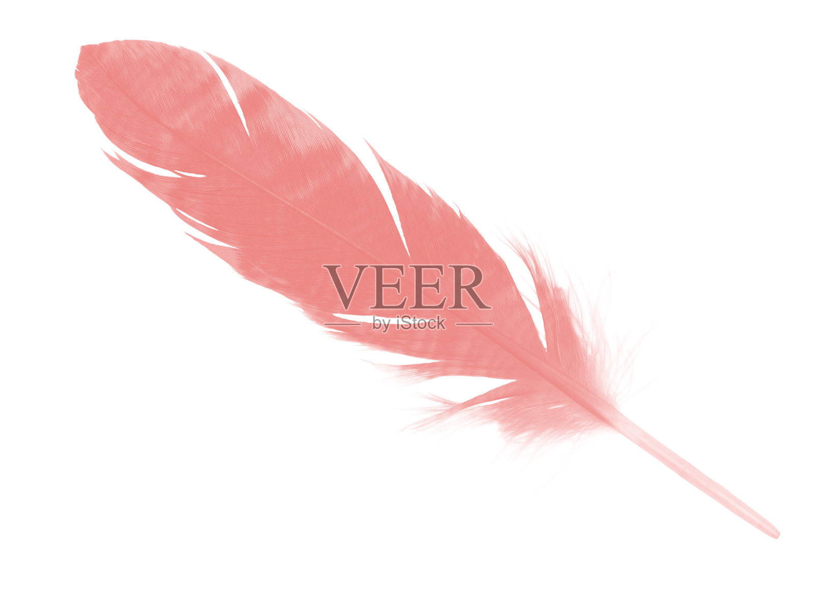 白色背景上孤立的粉红色羽毛照片摄影图片