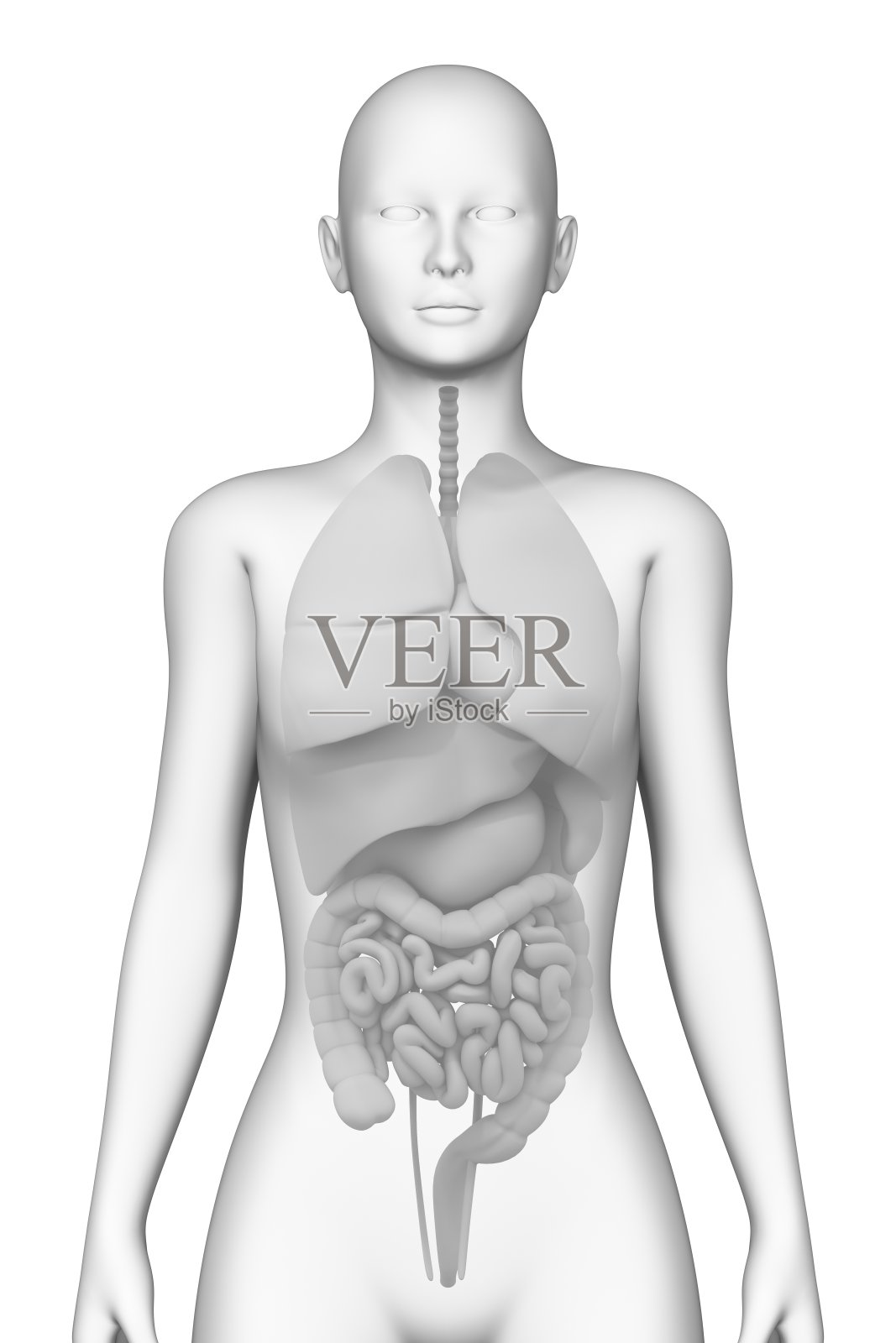 内部器官，女性人体，医学照片摄影图片