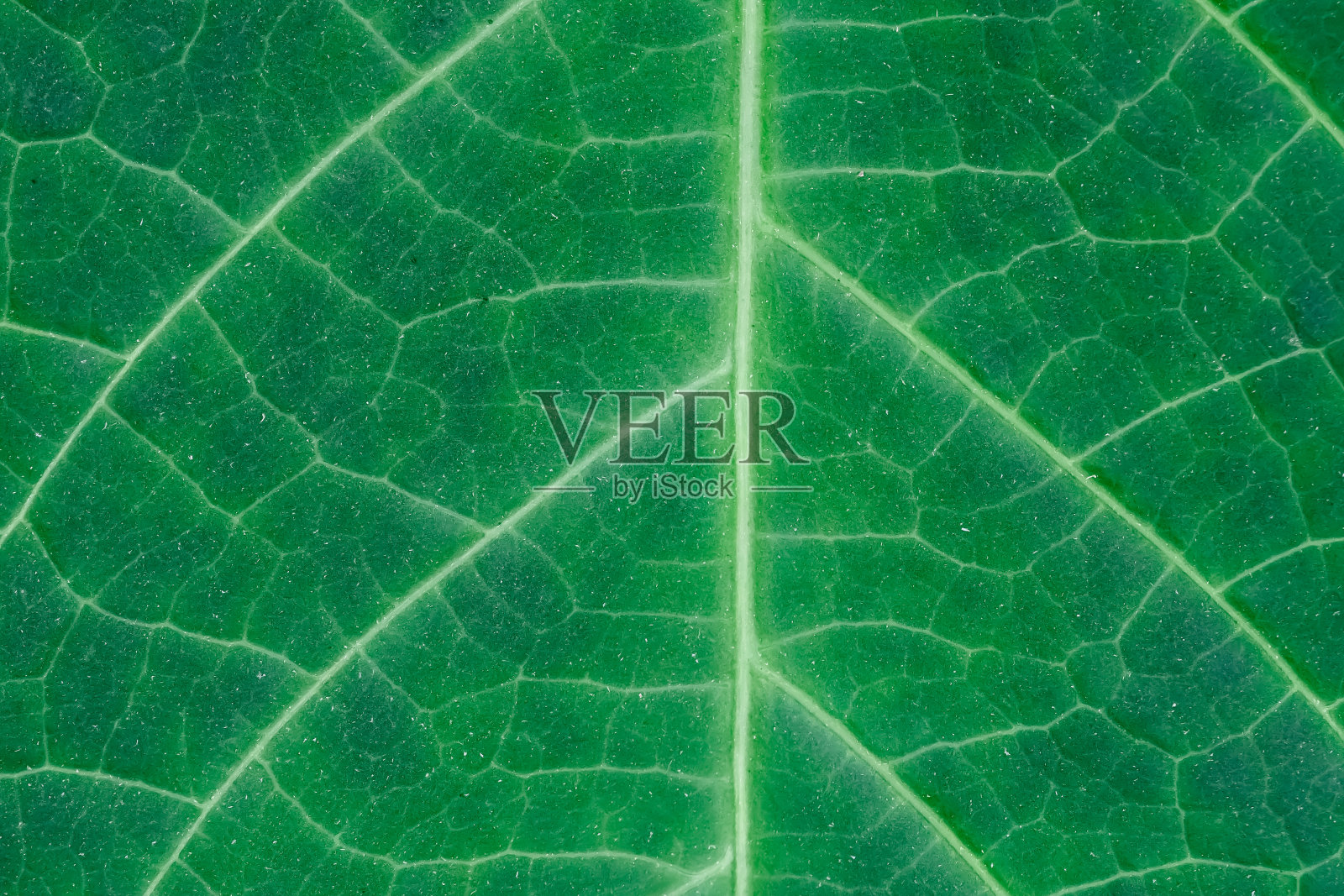 特写:常青藤绿叶的有神经支配的叶片照片摄影图片