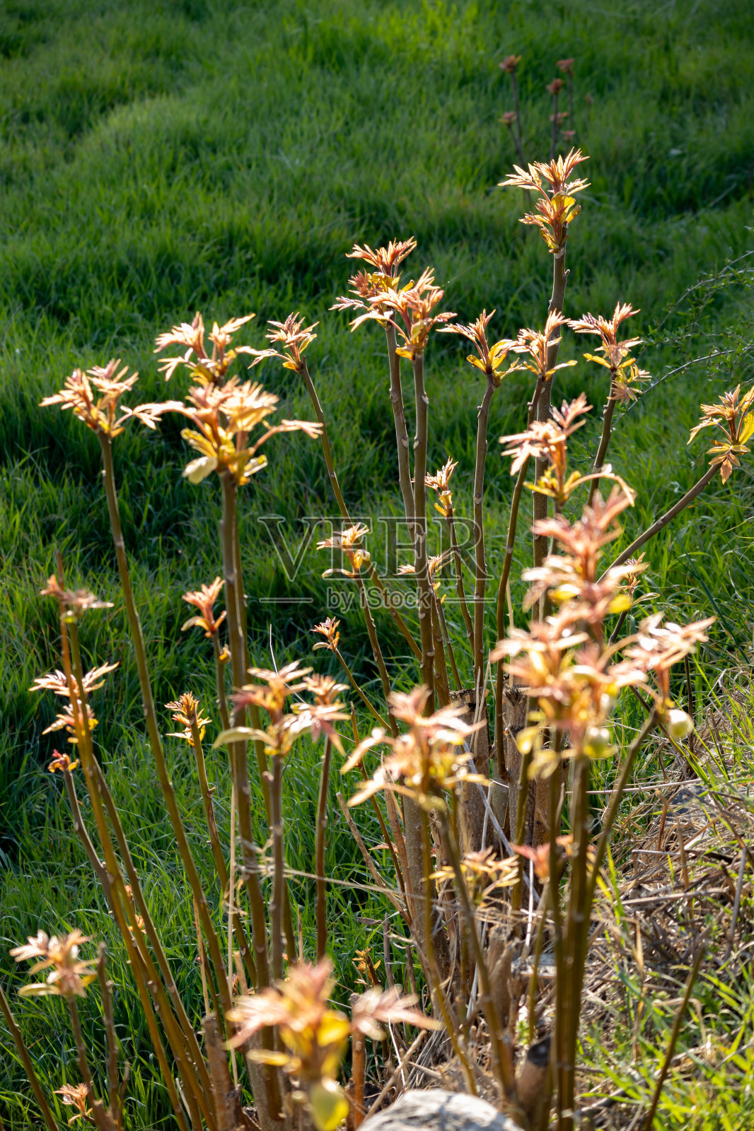 以绿草坪和小巷为背景的花园牡丹照片摄影图片