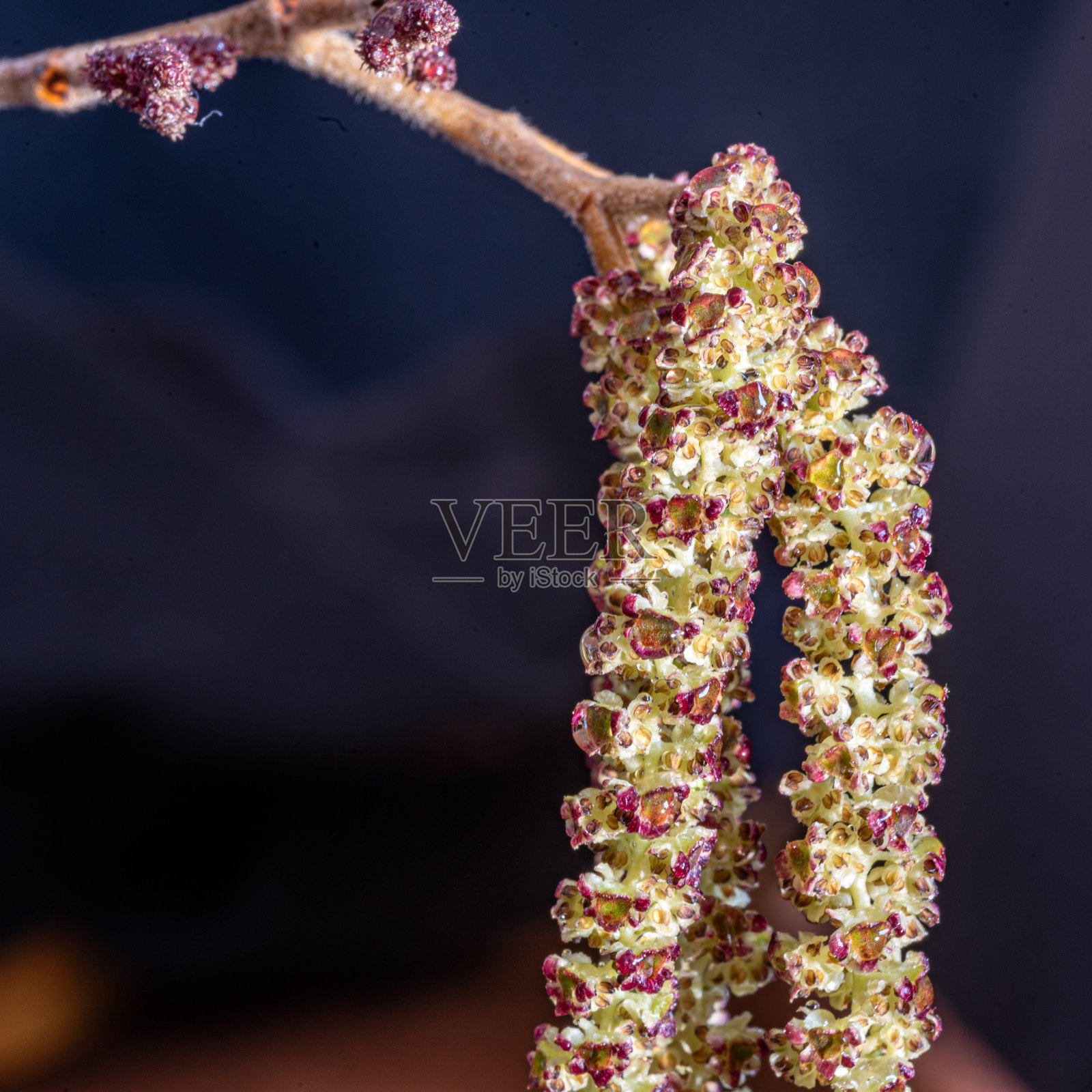 微距摄影，植物特写，野生榛子花特写，微距摄影照片摄影图片