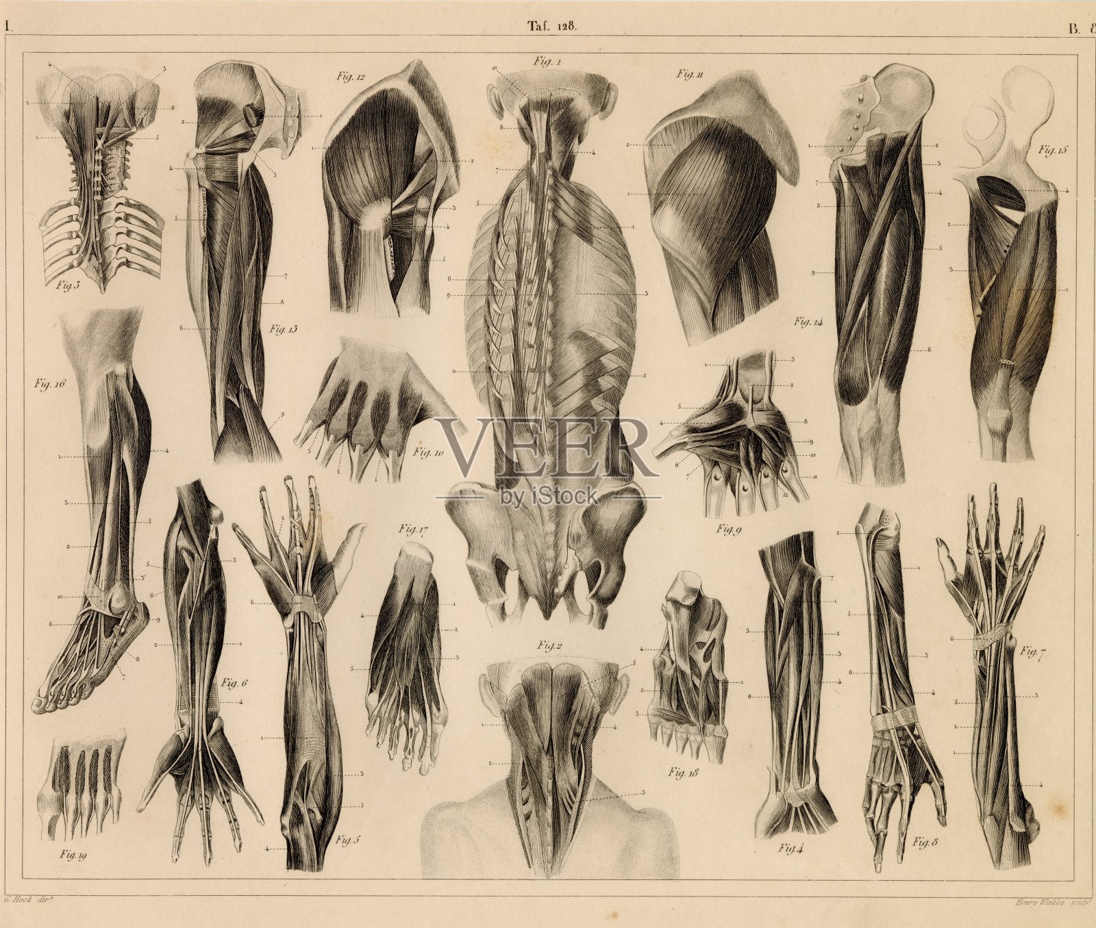 人类学-肌肉解剖- 1851年原来的古董印刷插画图片素材