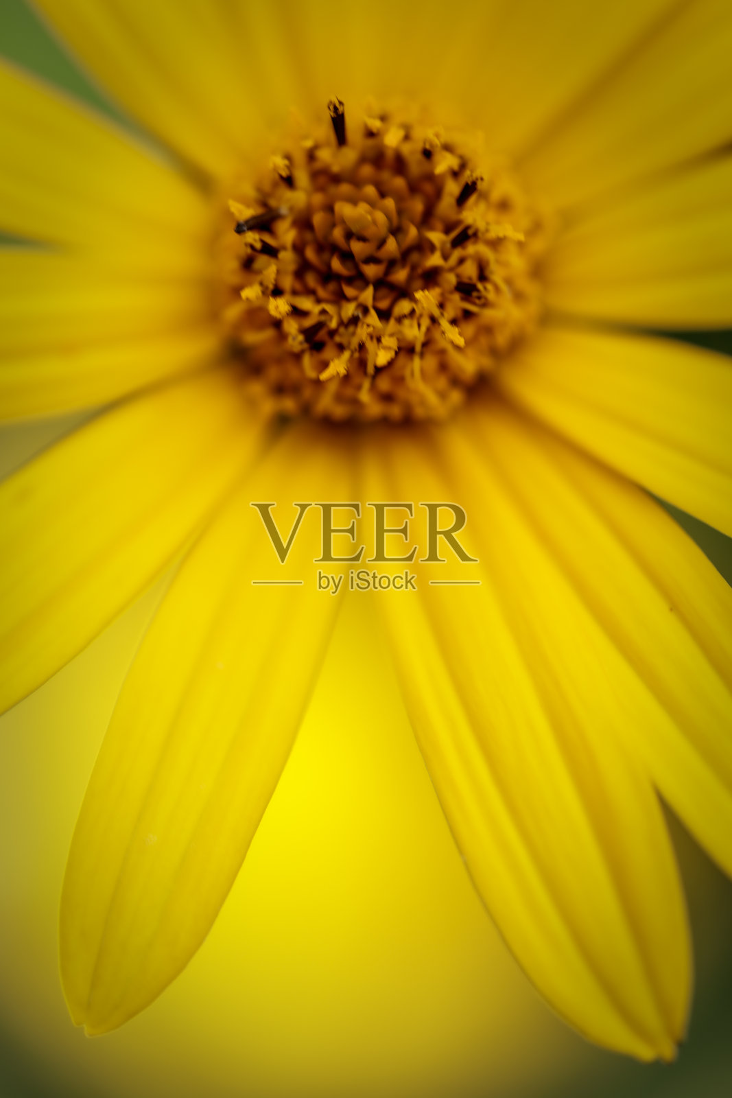 这朵假向日葵是太阳花的一种,摄于伊利诺斯州高地公园的花坛