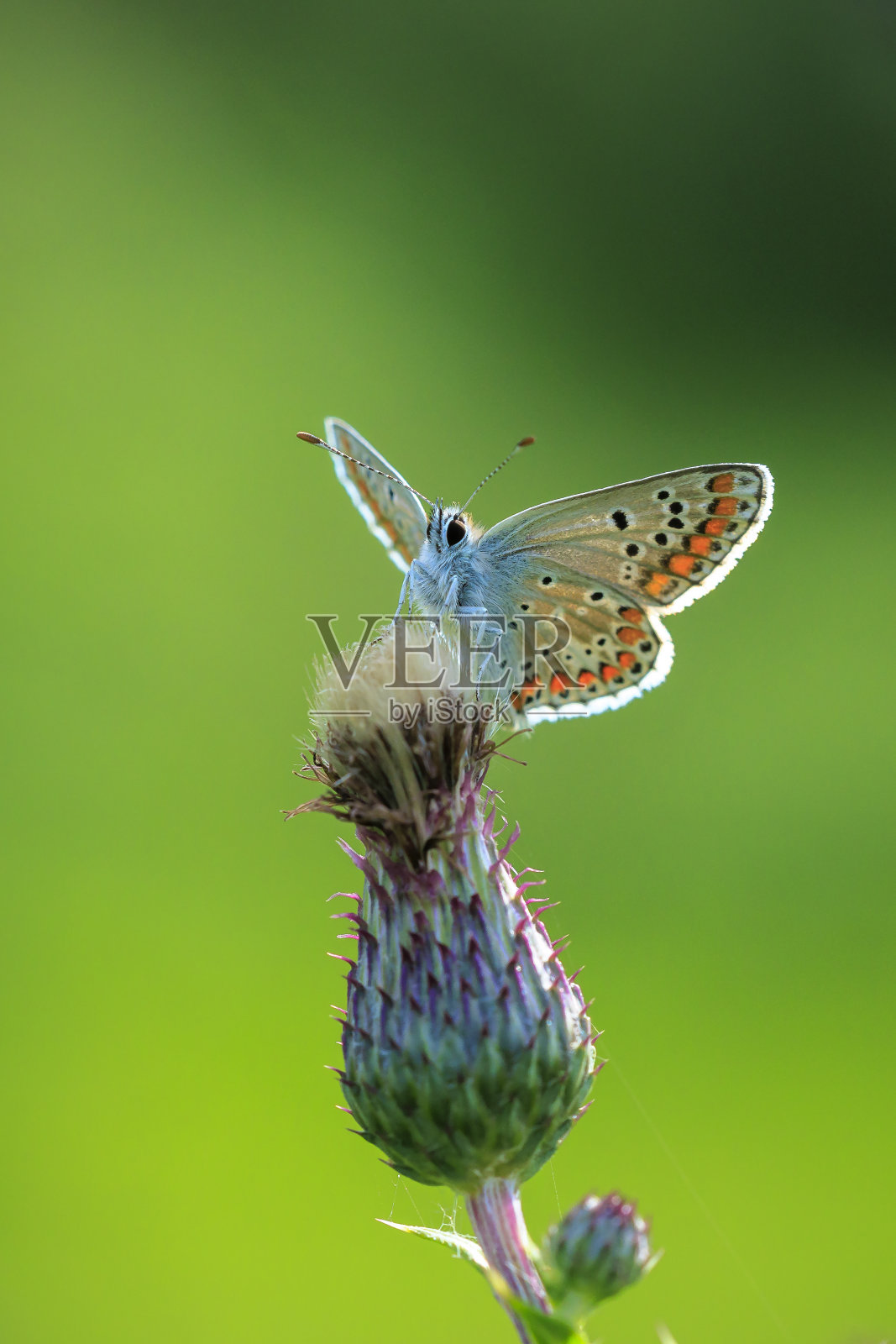 棕argus蝴蝶，Aricia agestis，俯视图，张开翅膀照片摄影图片