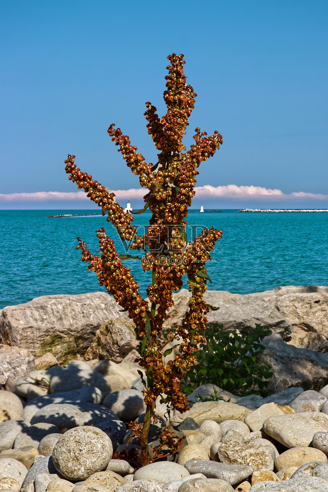 海滩上生长在岩石缝隙上的野生植物——加拿大安大略省的戈德里奇照片摄影图片