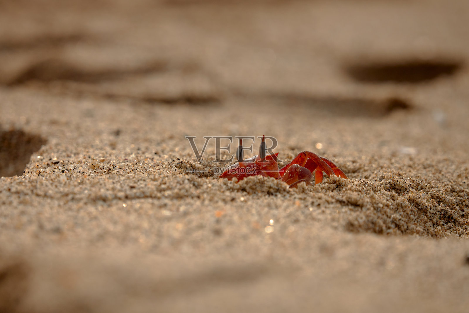 沙滩上的螃蟹照片摄影图片