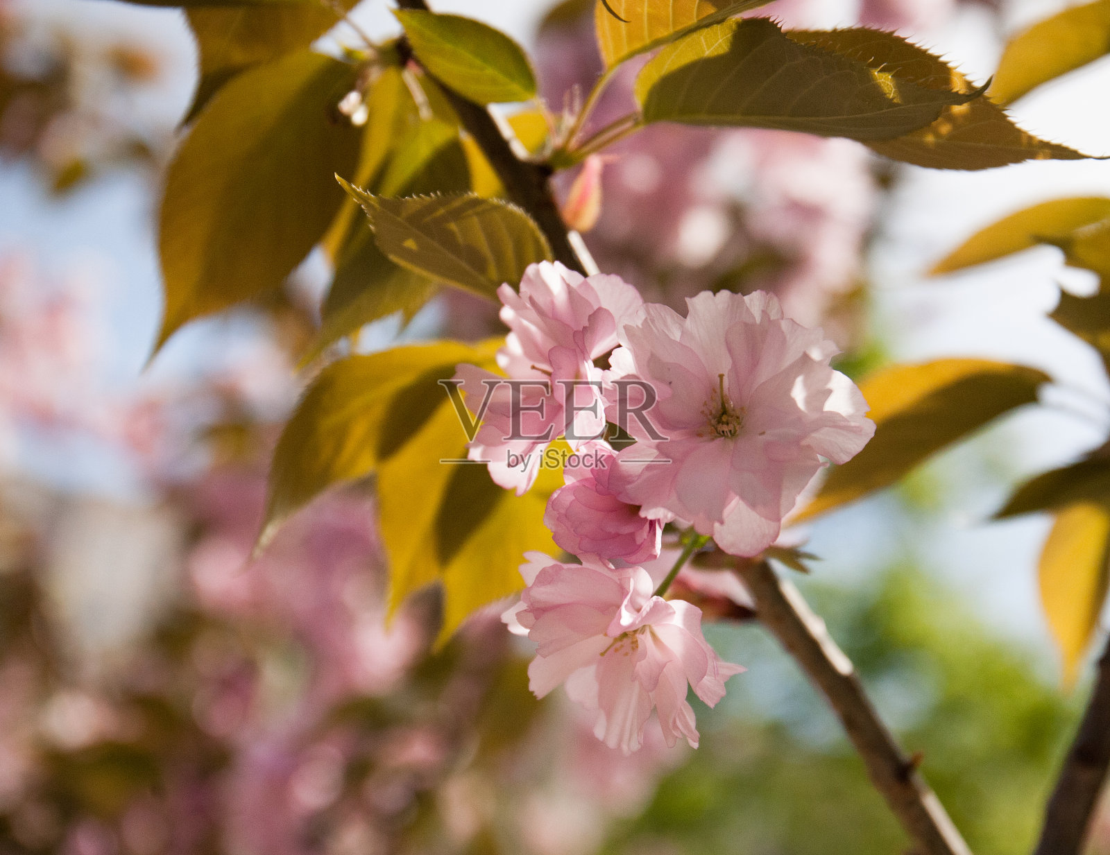 花的背景盛开的装饰樱桃。照片摄影图片