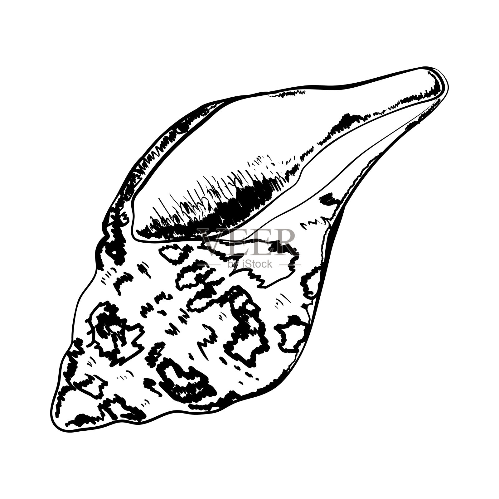 孤立在白色上的贝壳。现代创意线条艺术图形。矢量插图。插画图片素材