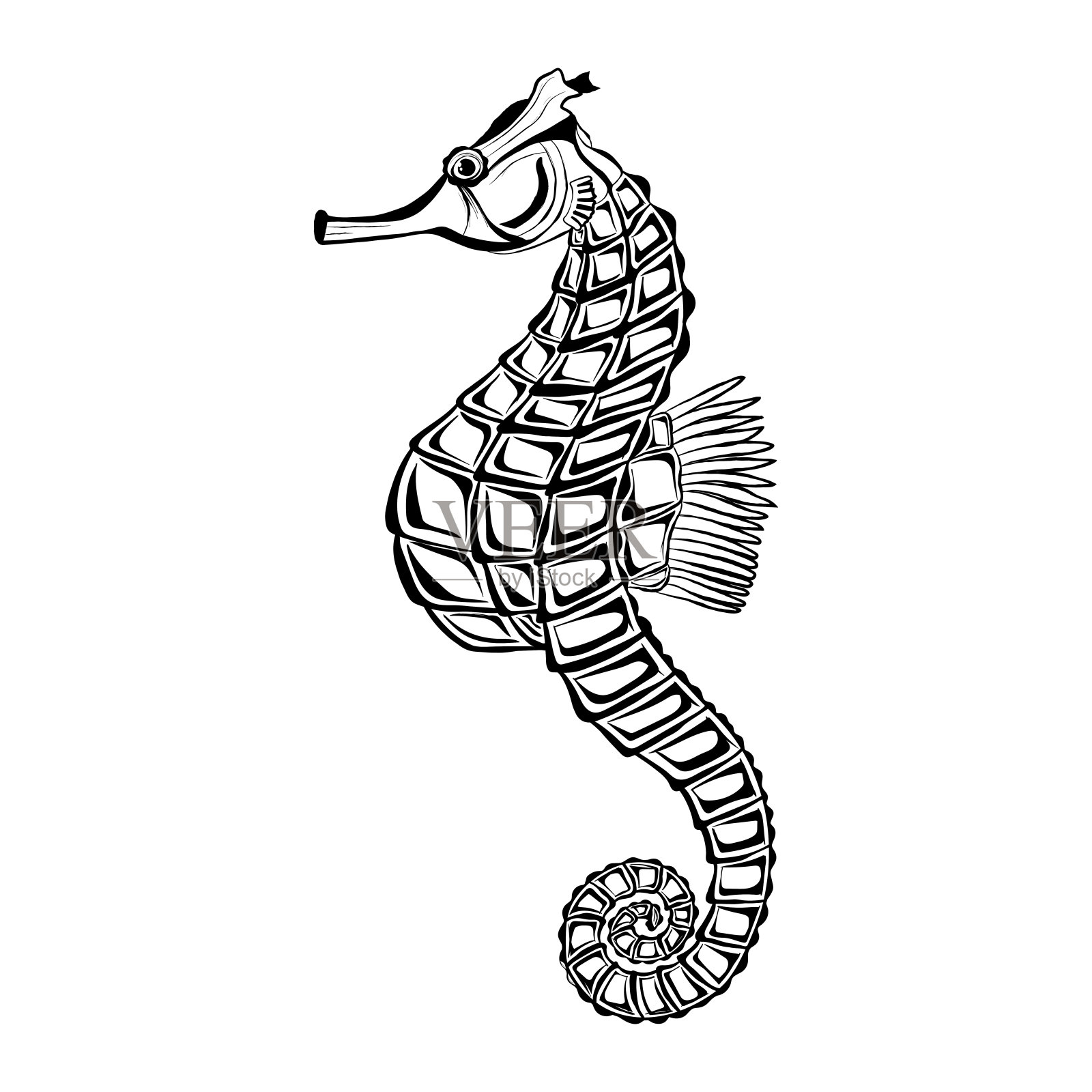 海马孤立在白色。插画图片素材