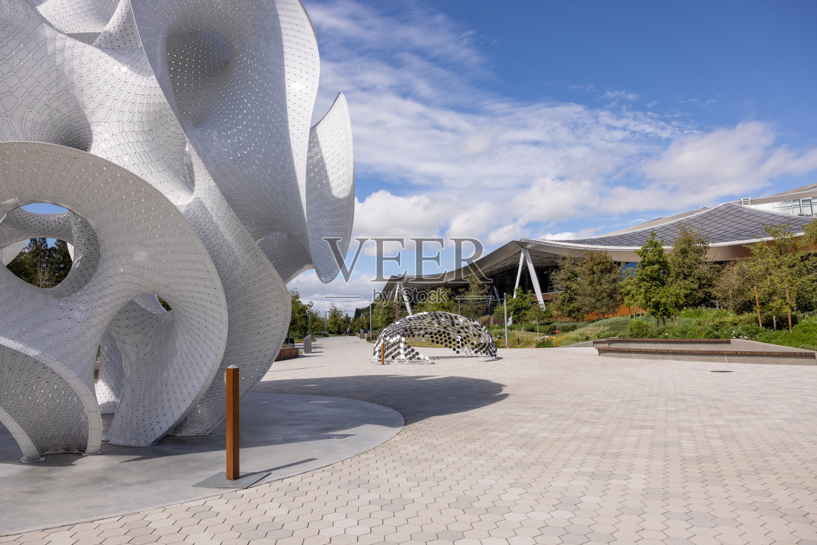 谷歌树冠照片摄影图片