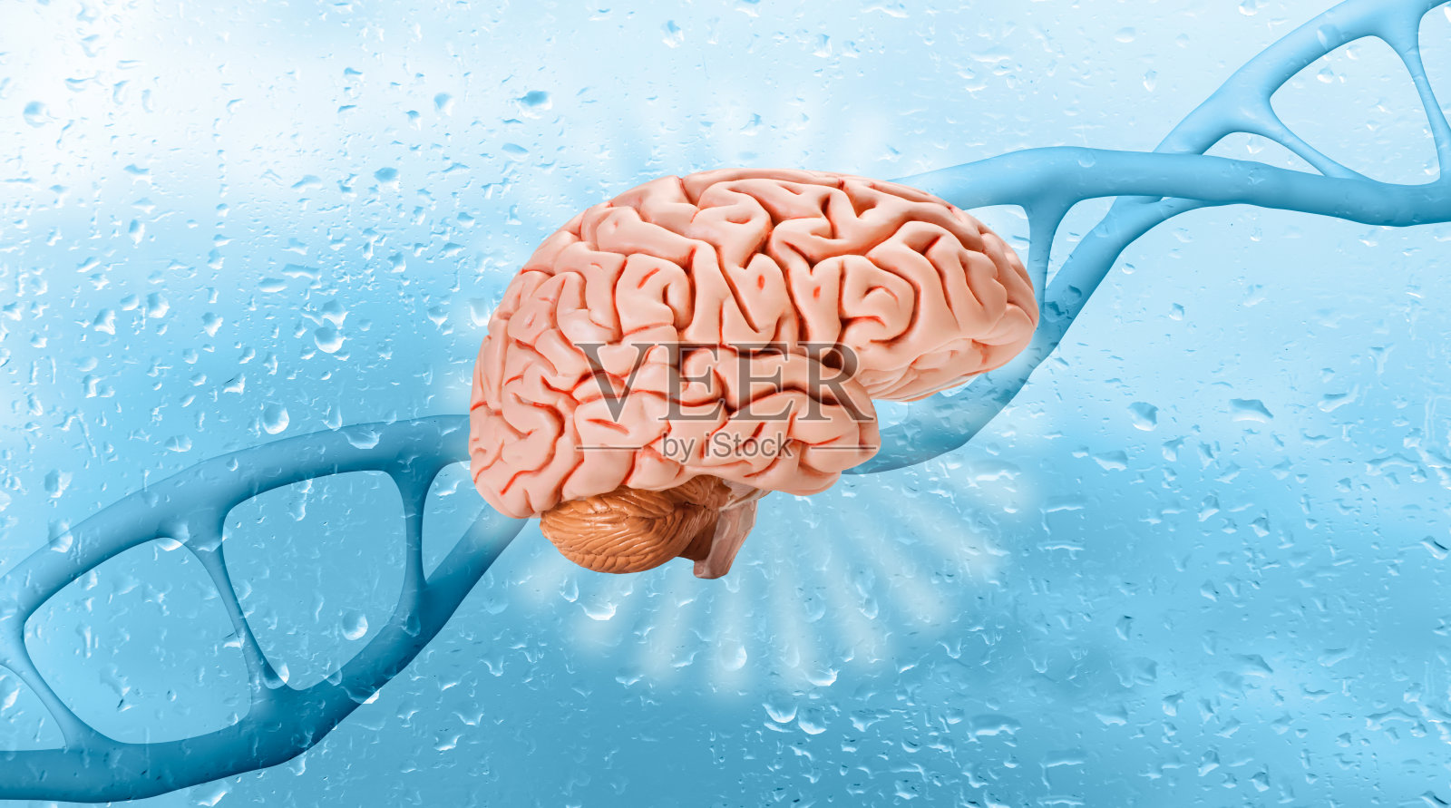 人脑，DNA结构螺旋，脱氧核糖核酸，核酸分子，基因组研究方法，发展科学，信息，染色体变化，神经元间接触调控照片摄影图片